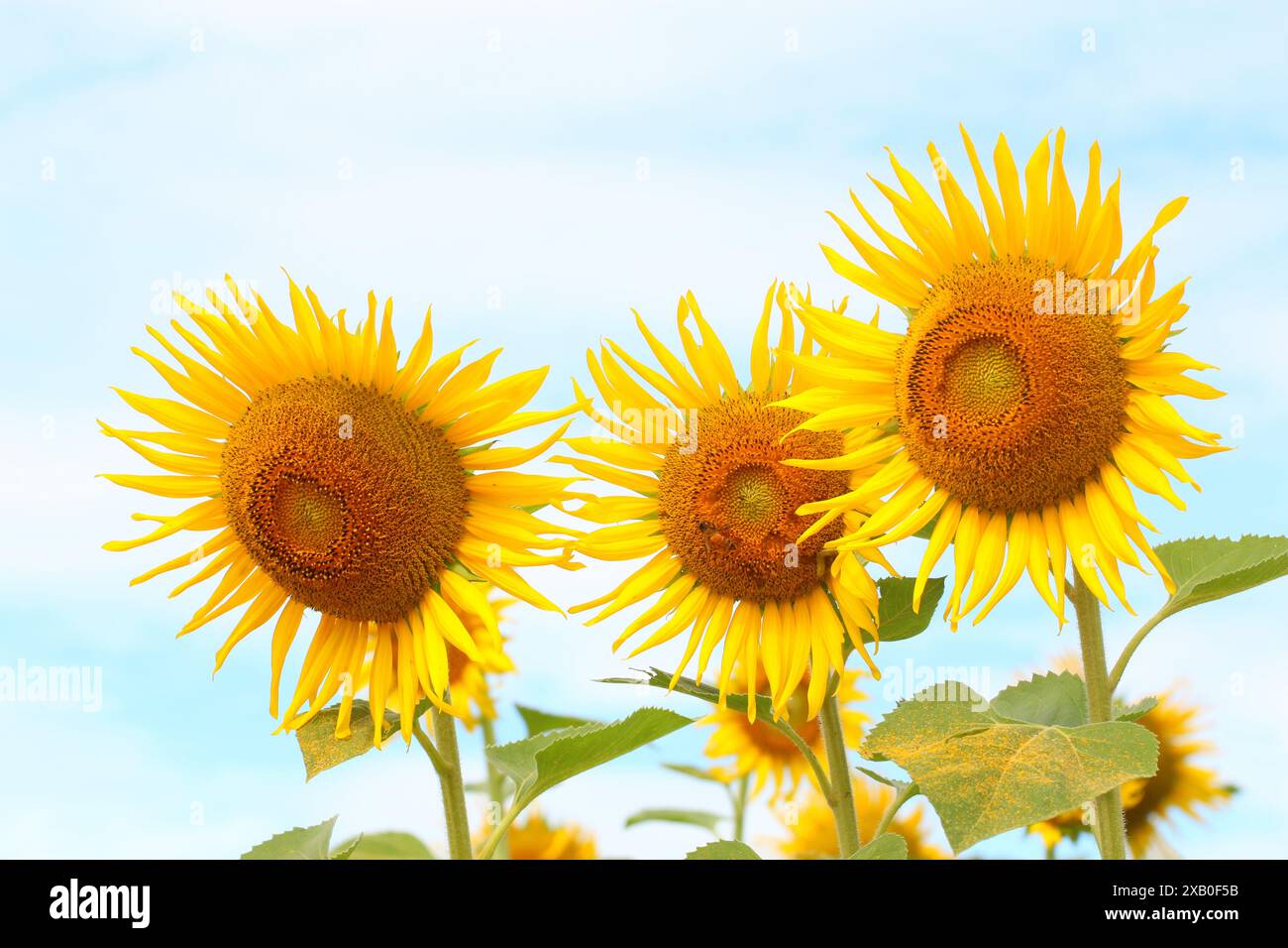 Girasoli sono in fiore e luce dal sole in una giornata limpida e hanno spazio di copia. Foto Stock