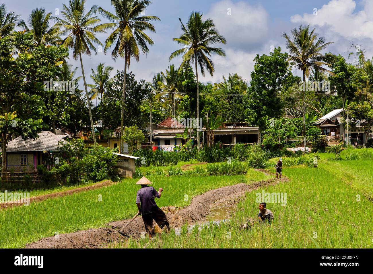 Un contadino si occupa dei suoi campi di riso nel villaggio di Tetebatu, sull'isola di Lombok, Indonesia Foto Stock