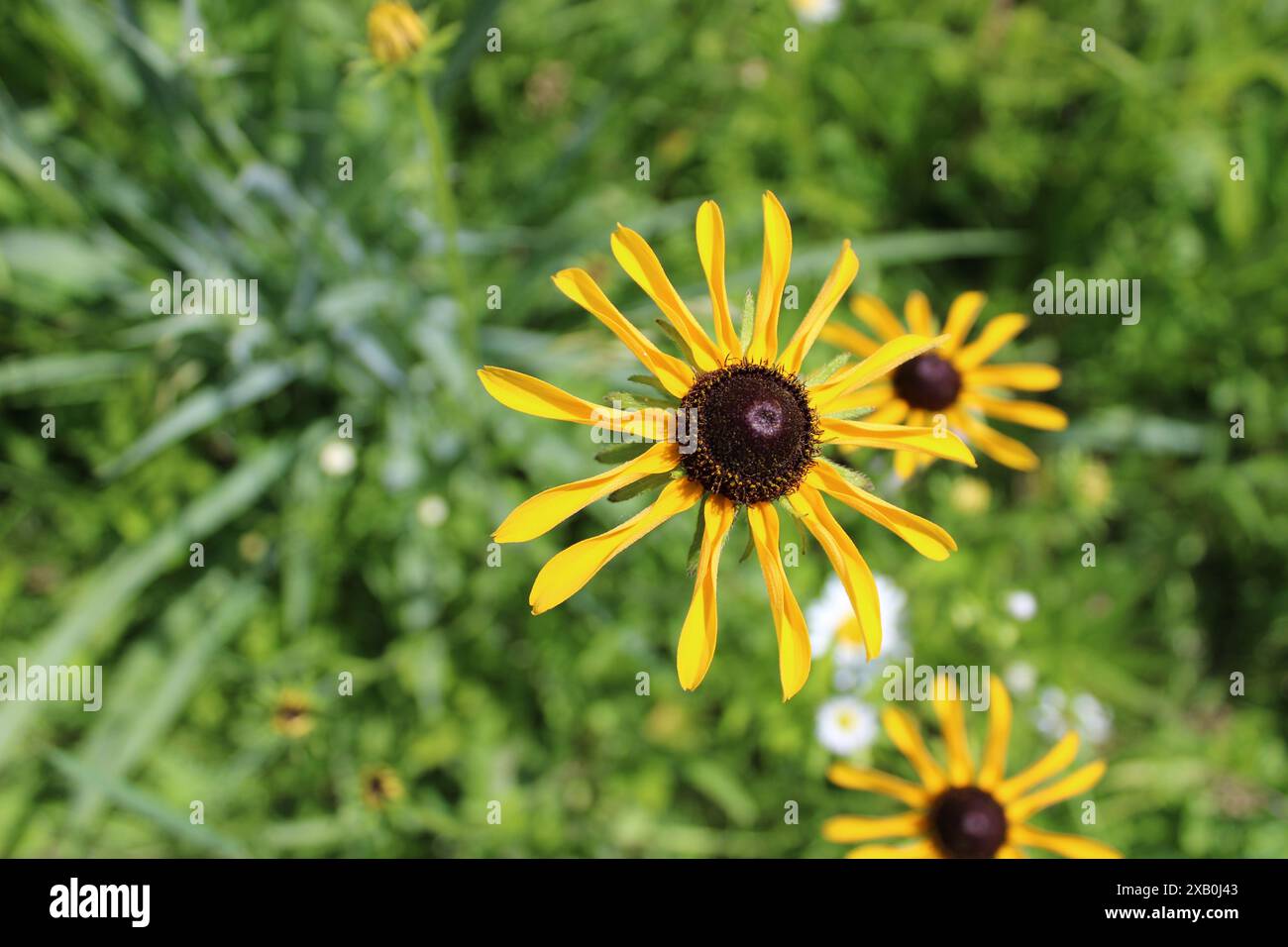 Indaco selvatico bianco nella riserva naturale somme Prairie con cielo blu Foto Stock