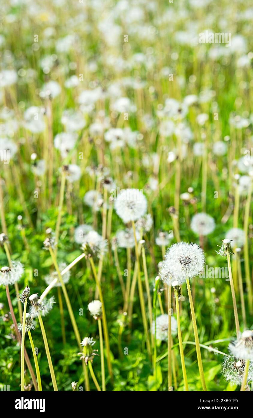 Dente di leone nell'erba. Paesaggio rurale. Foto Stock