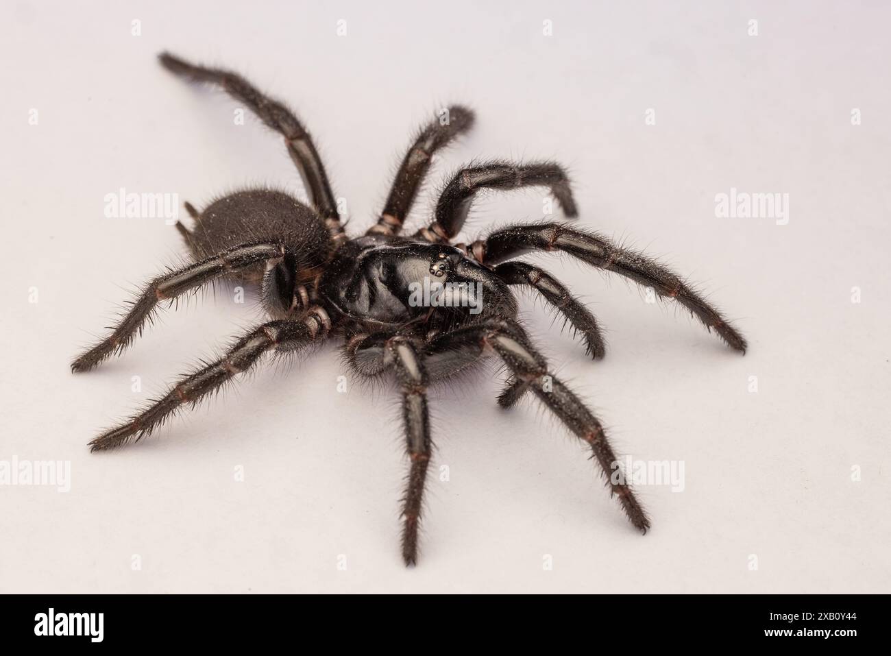 Sydney Funnel-web Spider su sfondo bianco Foto Stock