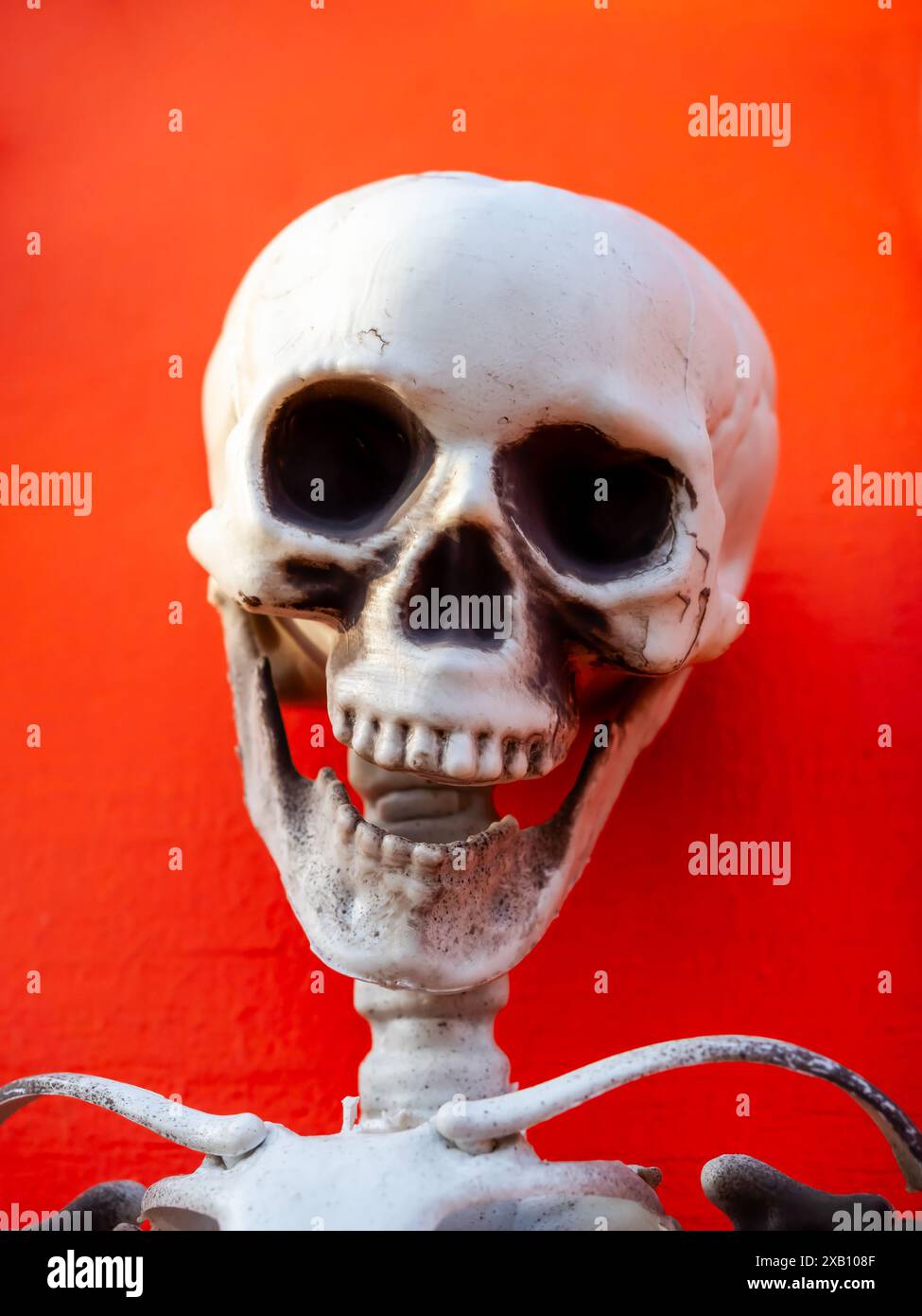 Cranio spaventoso con bocca aperta isolato su sfondo di colore arancione brillante. Ritratto di spaventoso fantasma scheletro, modello di testa umana del cranio, divertente faccia sorridente Foto Stock