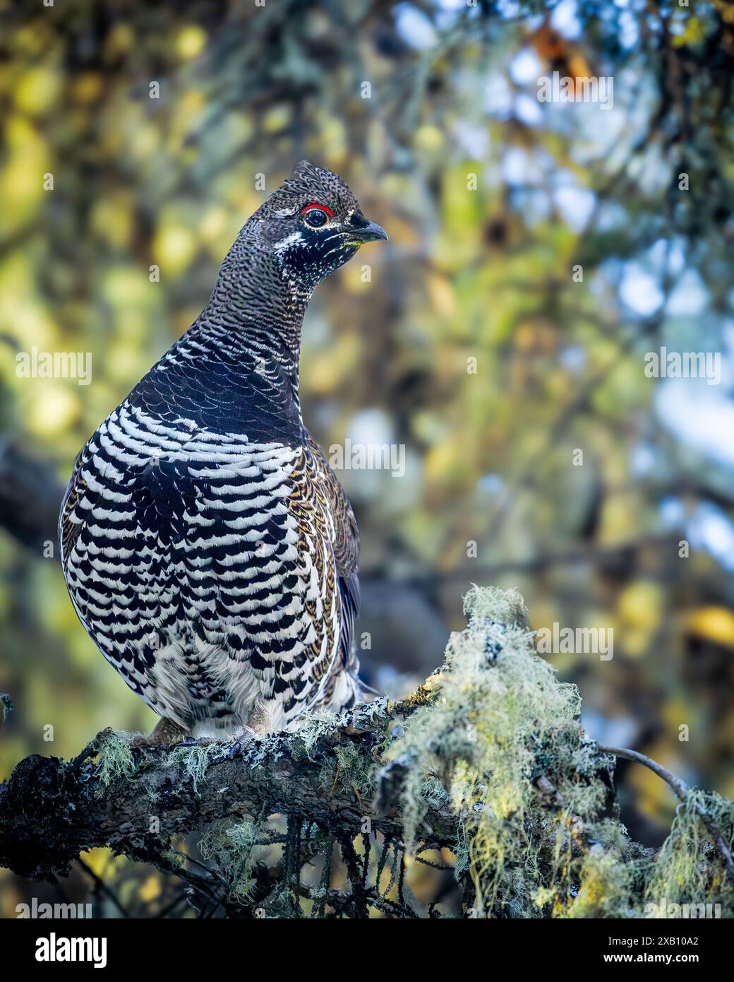 A Spruce Grouse, noto anche come Canada Grouse, appollaiato nella foresta boreale del Prince Albert National Park nel nord del Saskatchewan, Canada. Foto Stock