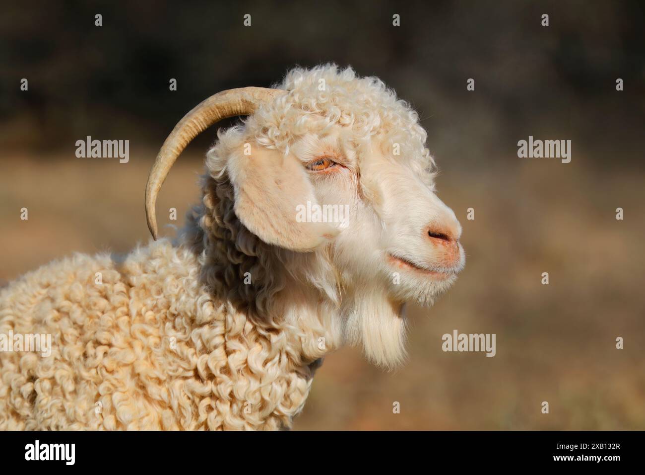 Ritratto di una capra angora in una fattoria rurale, in Sudafrica Foto Stock