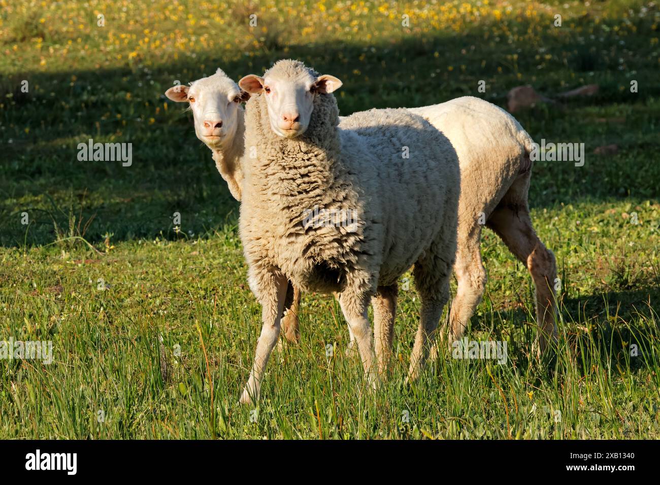 Pecora merino a catena libera in una fattoria rurale sudafricana Foto Stock