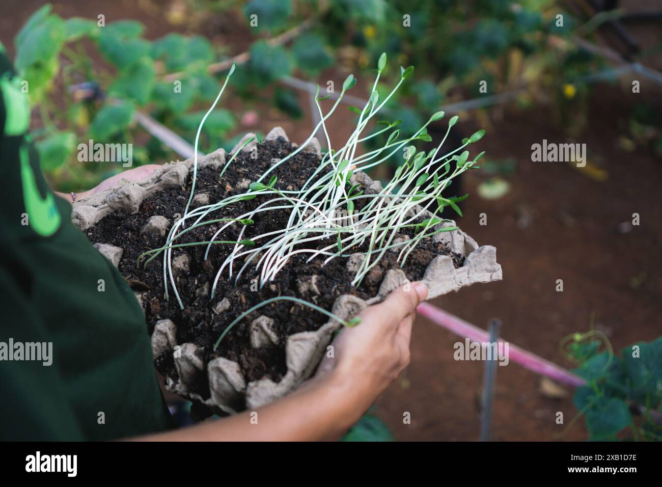 Giardiniere che semina semi di cetriolo su un vassoio di cartone per le uova, preparazione per la stagione del giardino Foto Stock