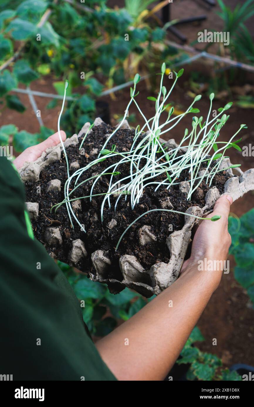 Giardiniere che semina semi di cetriolo su un vassoio di cartone per le uova, preparazione per la stagione del giardino Foto Stock