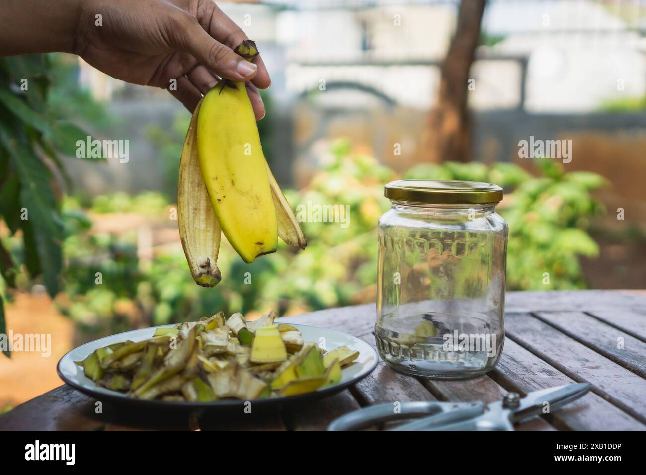 buccia di banana tritata su un piatto bianco con una forbice e una mano che tiene una buccia di banana, processo di preparazione del fertilizzante a buccia di banana Foto Stock