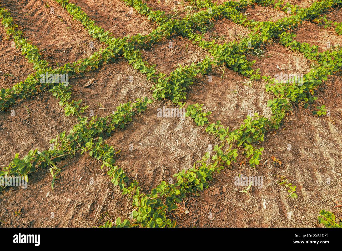La piantagione di soia cresce in un'insolita struttura incrociata, vista ad angolo alto Foto Stock