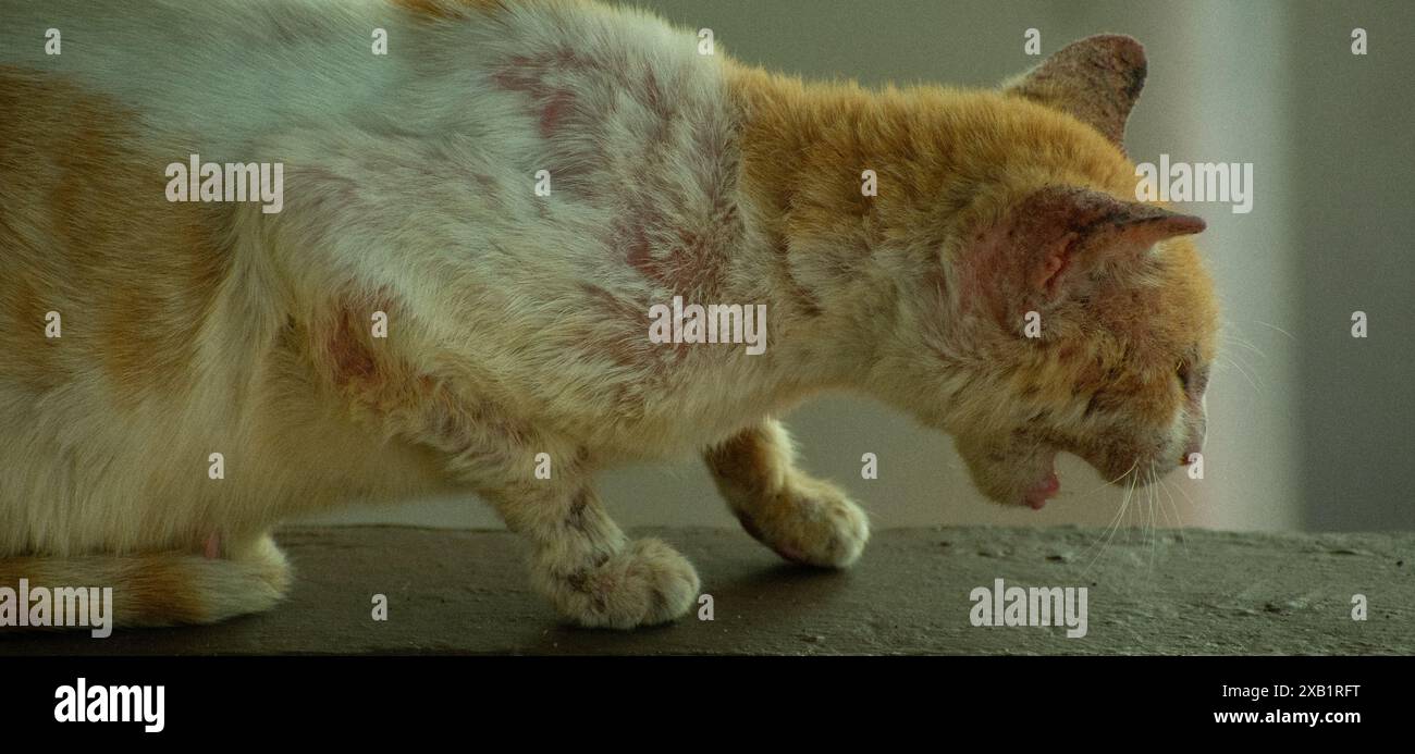 Un'immagine commovente di un gatto che apprezza un momento di relax mentre gratta un prurito. L'illuminazione soffusa e le texture sottili. Foto Stock
