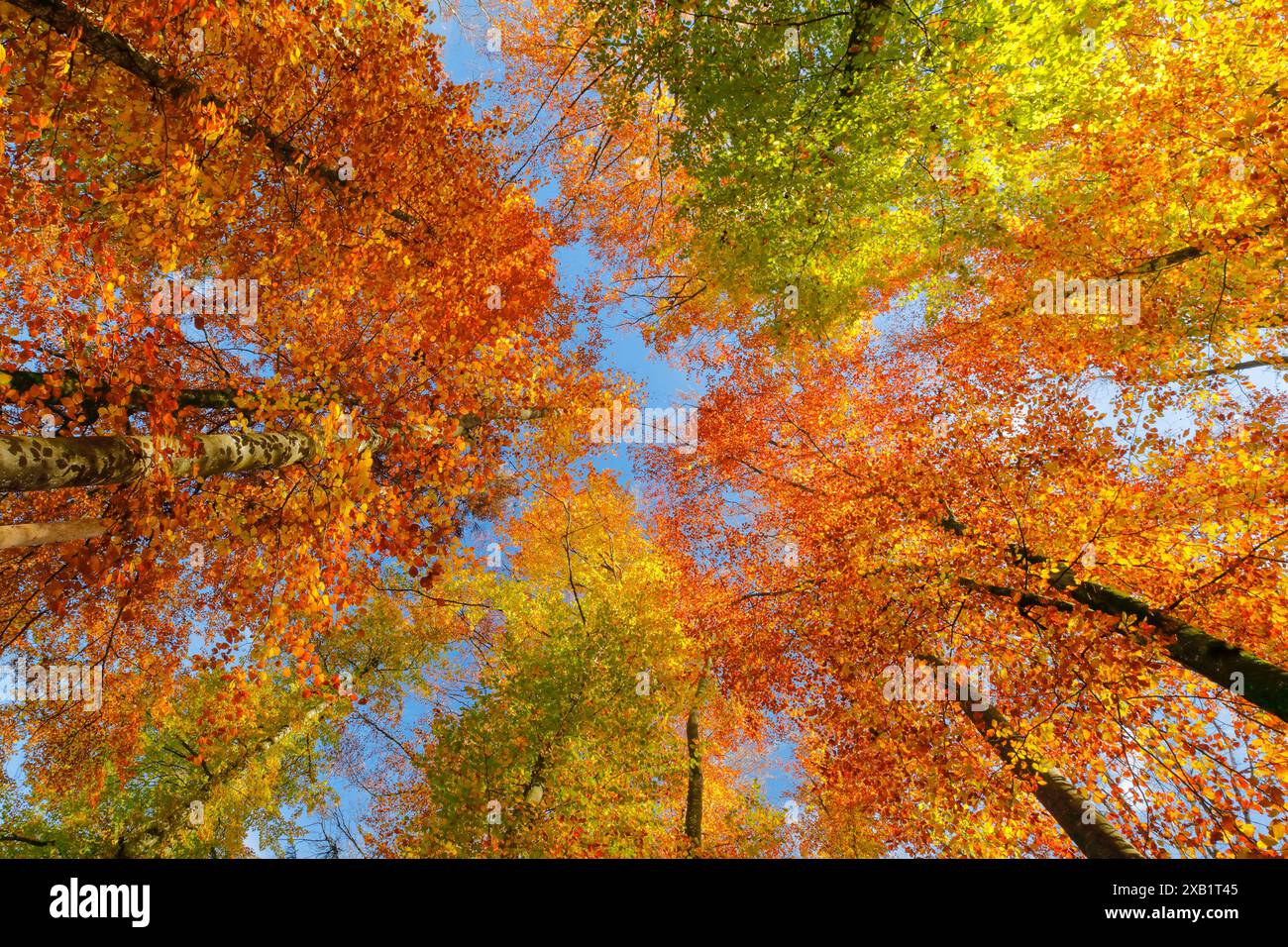 Geografia / viaggi, Svizzera, foresta di faggi a Uster, nella nativa altopiano di Zurigo, USO NON ESCLUSIVO PER BIGLIETTI-AUGURI-BIGLIETTI-CARTOLINE-CARTOLINE-USO Foto Stock