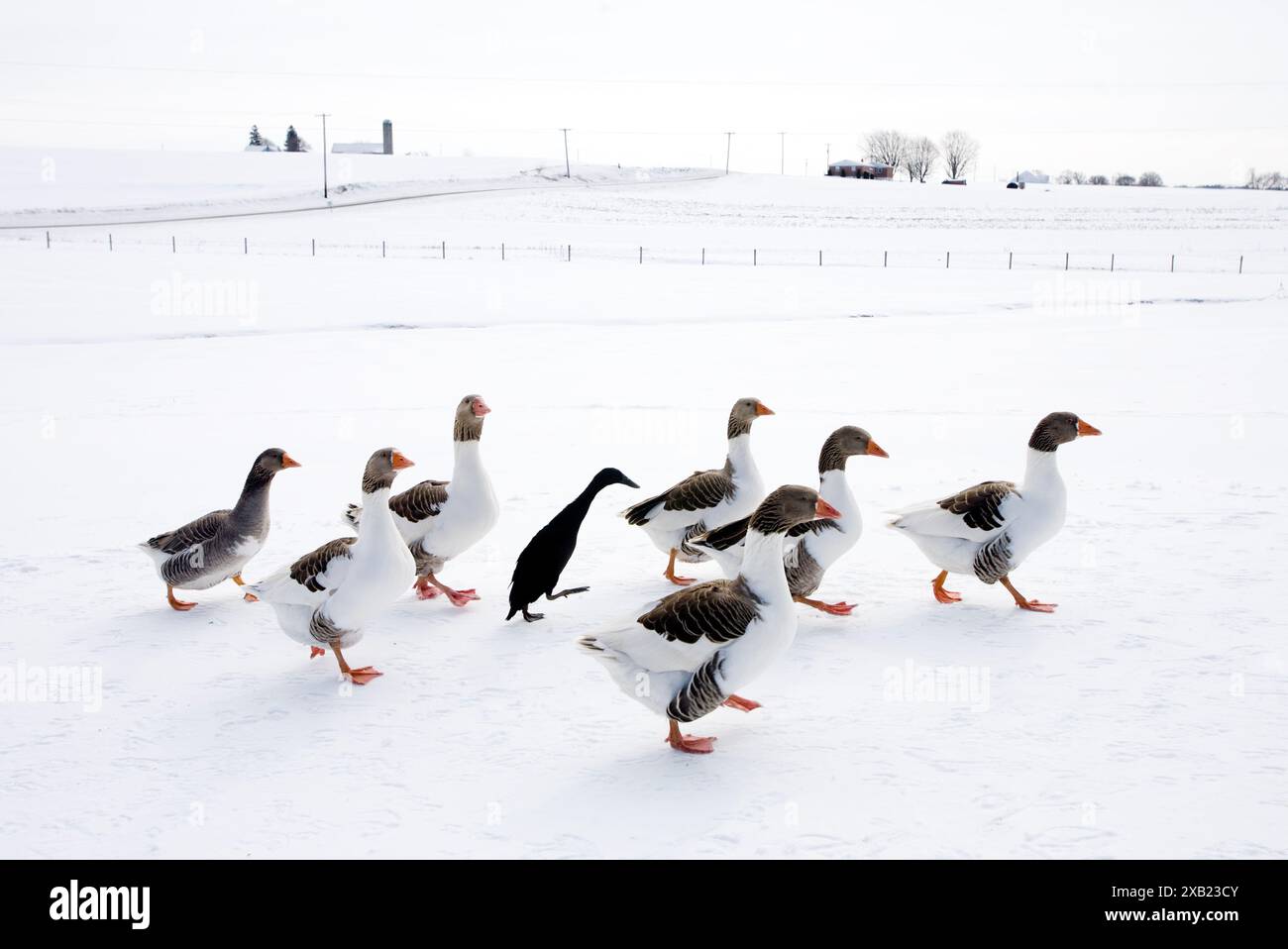 Un uccello nero cammina con un gruppo di oche bianche in un campo innevato. Foto Stock