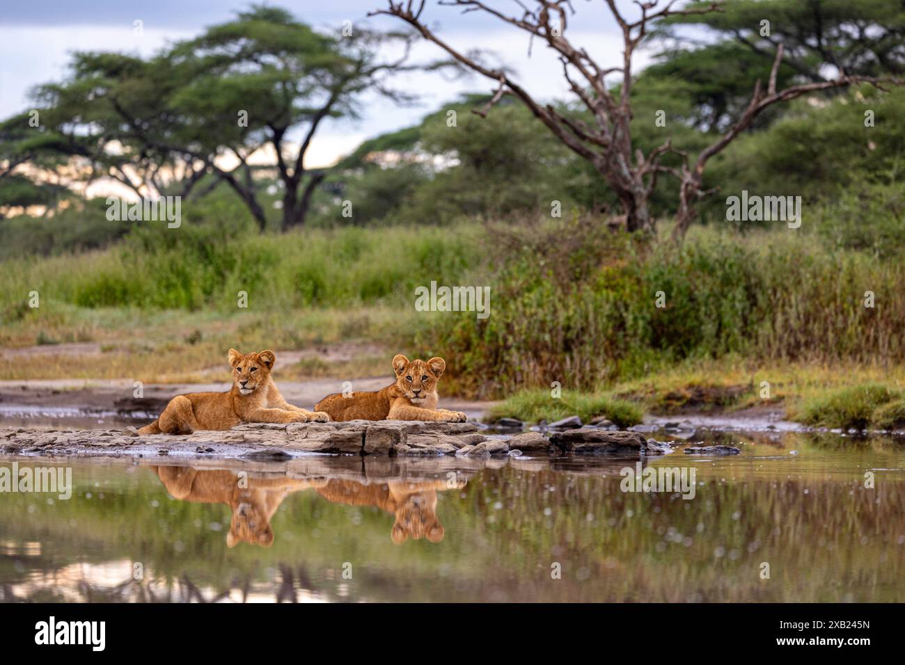 due giovani cuccioli di leone riposano accanto a un fiume Foto Stock