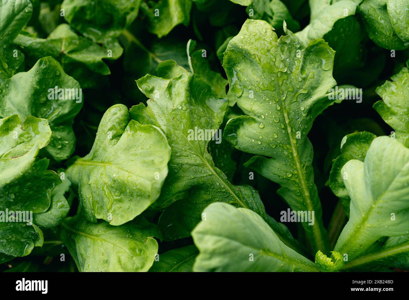 sfondo astratto, consistenza di foglie verdi vivaci, lattuga rucola chiusa, vista dall'alto Foto Stock