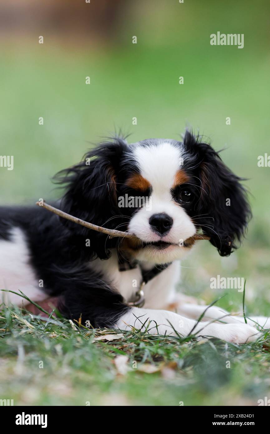 Cucciolo di spaniel Cavalier King Charles che gioca in cortile con il bastone Foto Stock