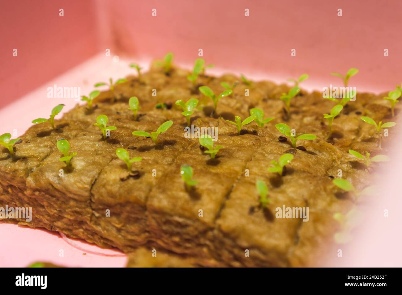 giardinaggio domestico idroponico, cubo di lana di roccia con un germoglio giovane, piantine di lattuga germinata direttamente nella lana di roccia Foto Stock