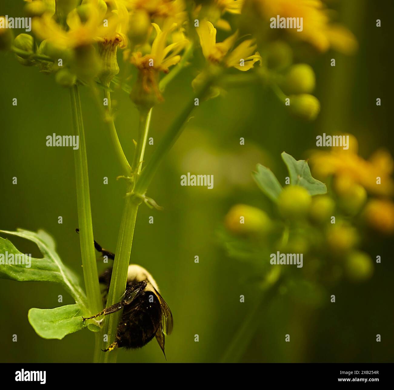 Vista posteriore di Bumble Bee che poggia sul fiore con polline sulle gambe Foto Stock