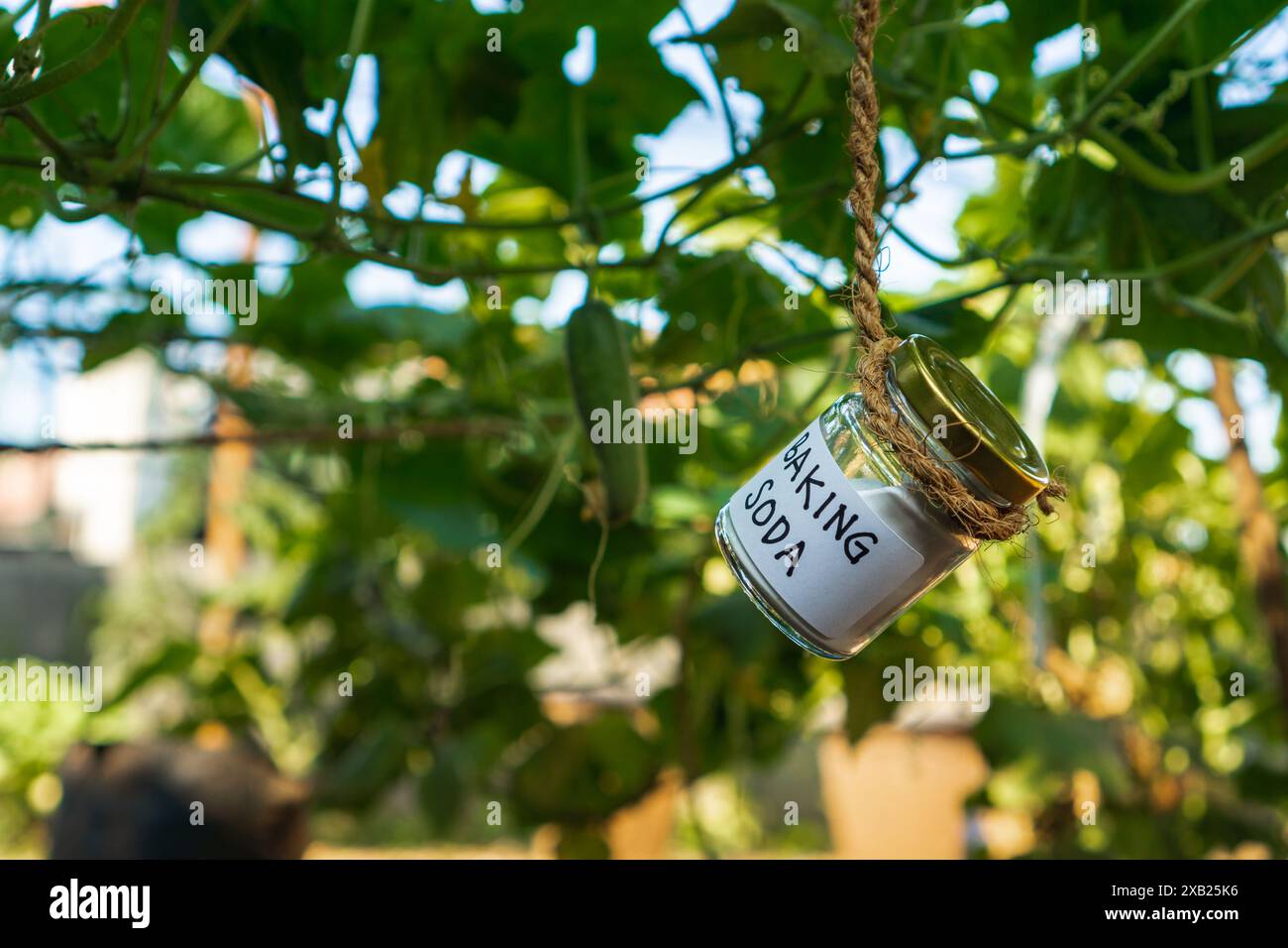 Utilizzo di bicarbonato di sodio, bicarbonato di sodio nel giardino domestico e nel campo agricolo. pesticida e fungicida sicuri Foto Stock