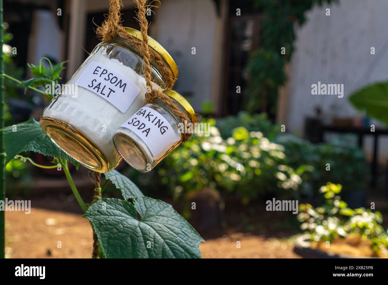Utilizzo di bicarbonato di sodio, bicarbonato di sodio e sale epsom nel concetto di giardino domestico e campo agricolo. pesticida e fungicida sicuri Foto Stock
