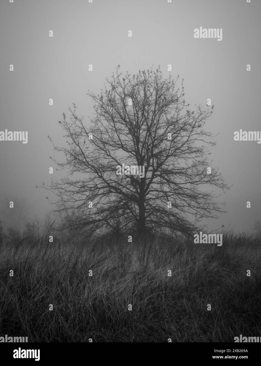 L'albero solitario in una giornata nebbiosa Foto Stock