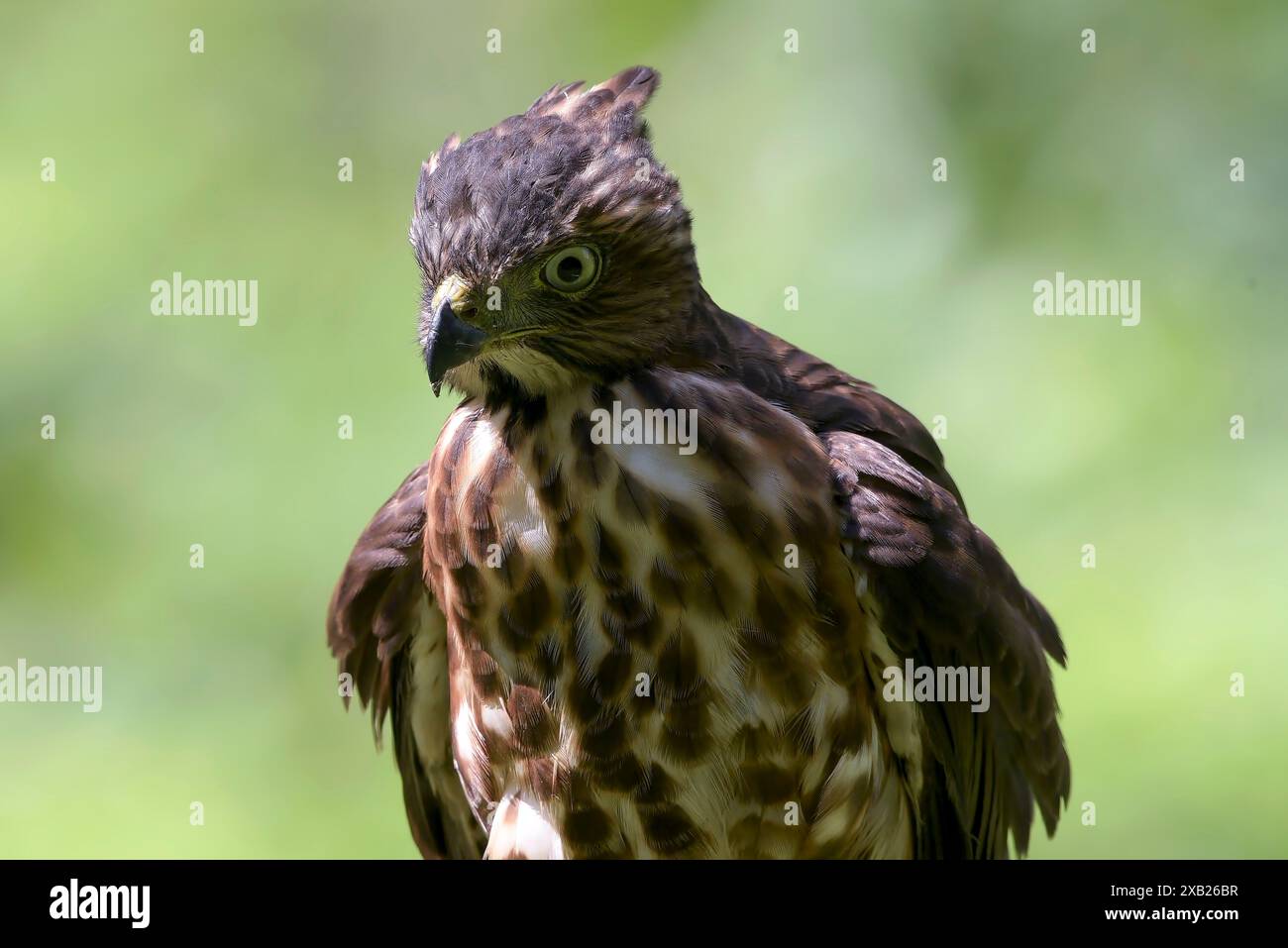 goshawk crestato con occhi affilati in cerca di prede Foto Stock