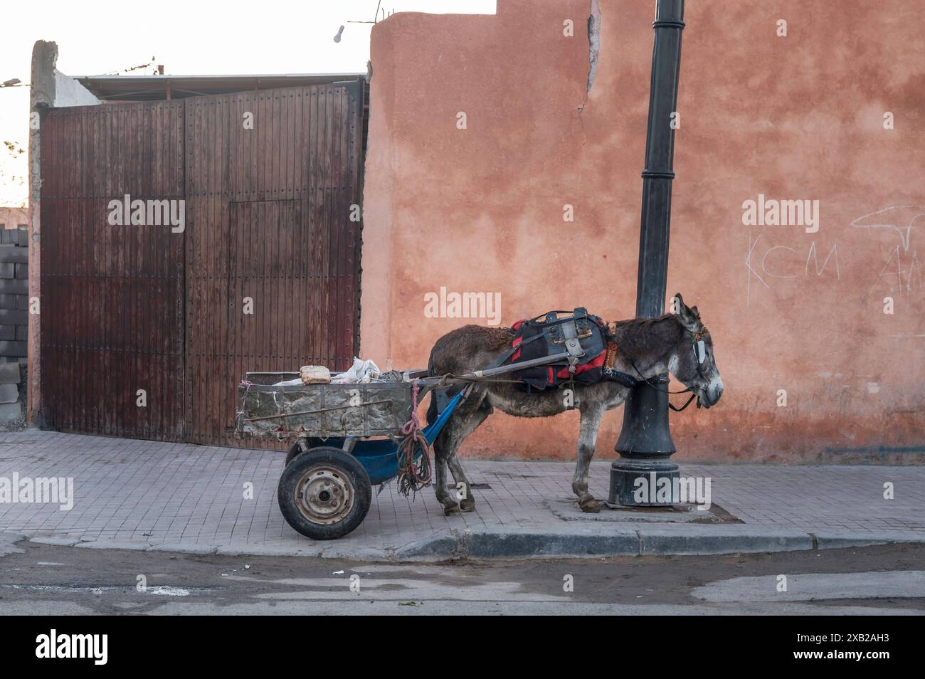 Mulo imbrattato, asino. Un tradizionale carro trainato da mulo, utilizzato per trasportare merci in Marocco, Marrakech, Foto Stock