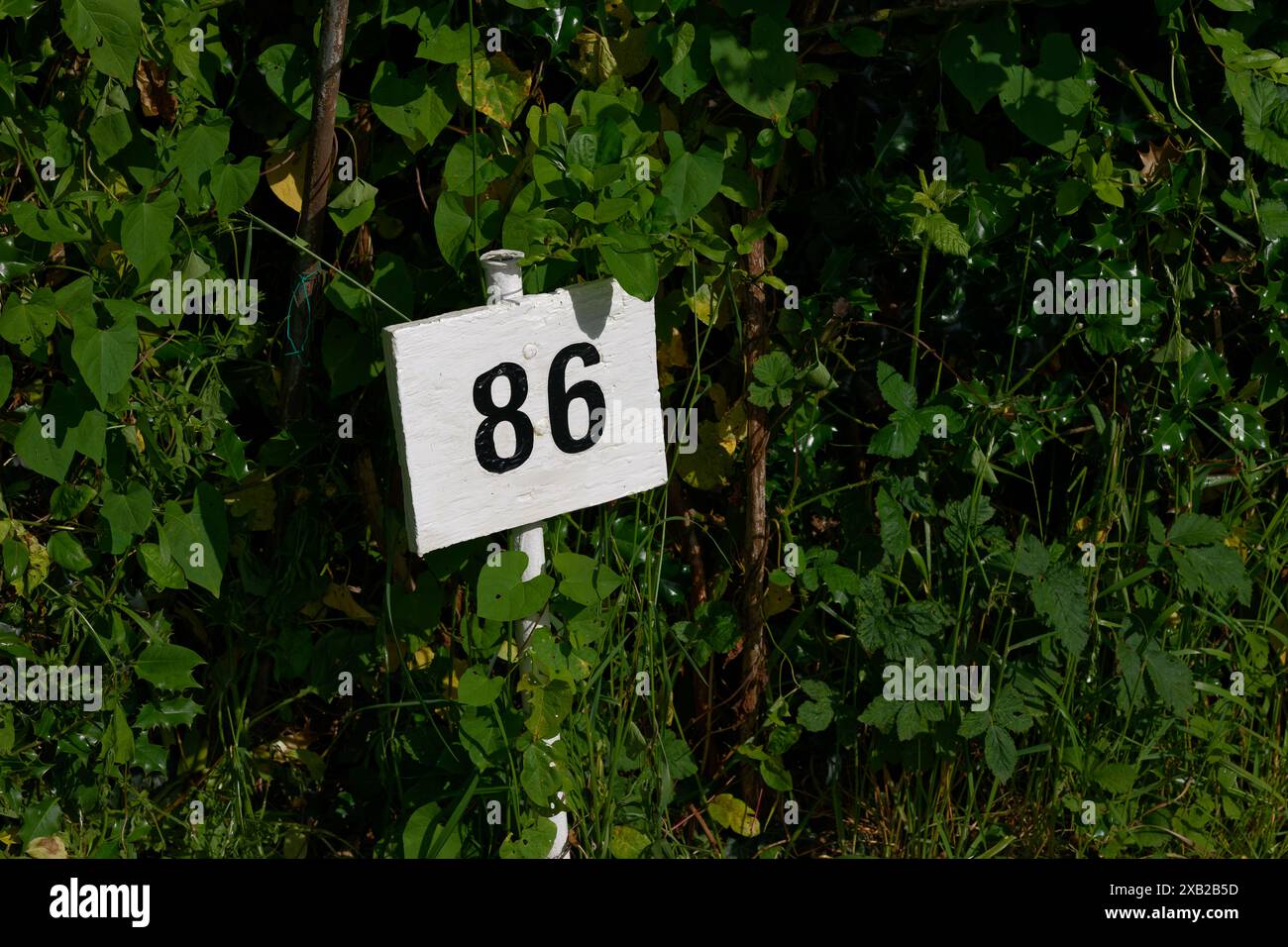 Numero 86 in insegna nera su legno bianco, sfondo fogliame naturale. Foto Stock