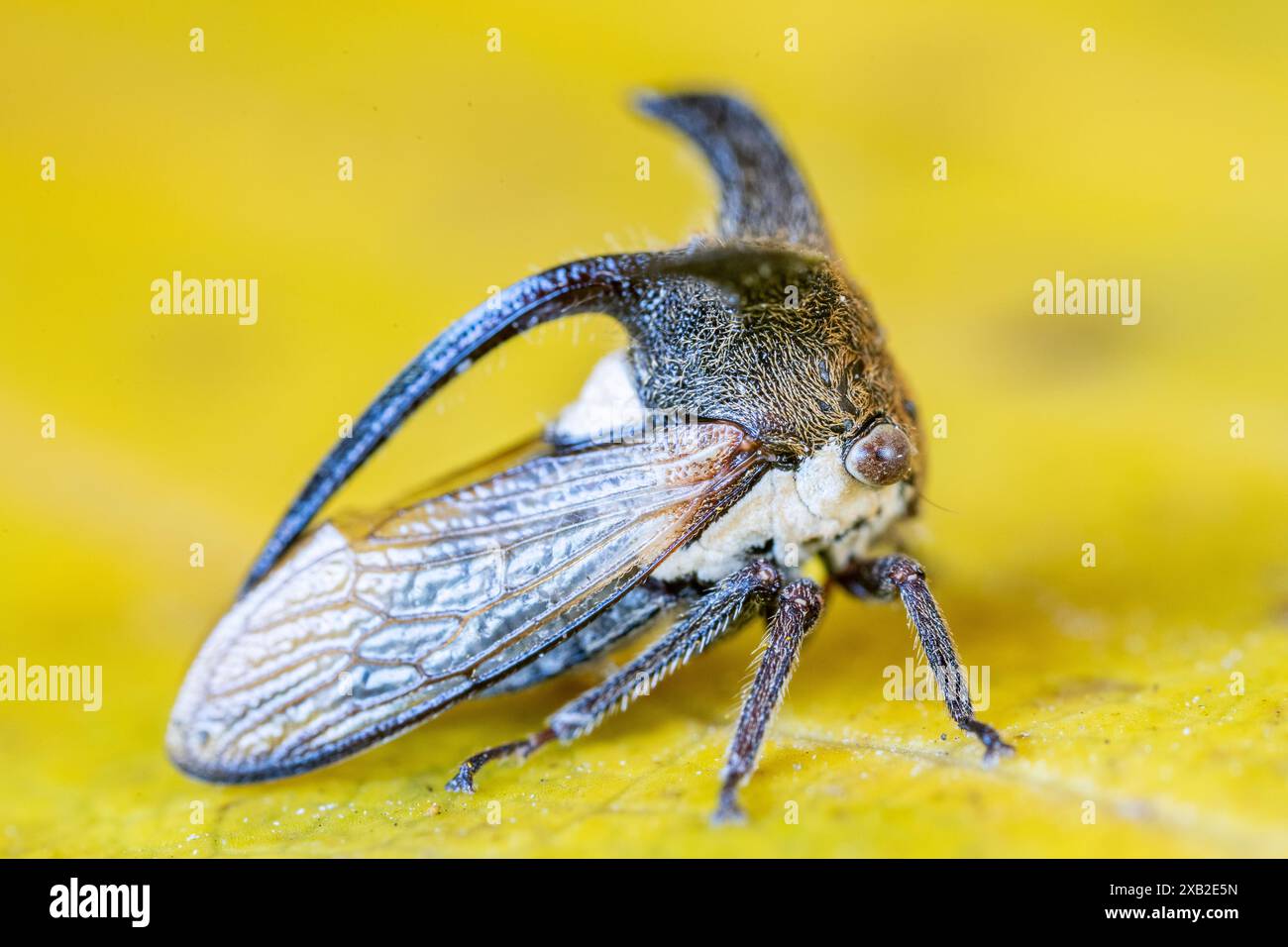 Thorn Mimic Treehopper (Leptocentrus taurus): Insetto unico della famiglia Membracidae Foto Stock