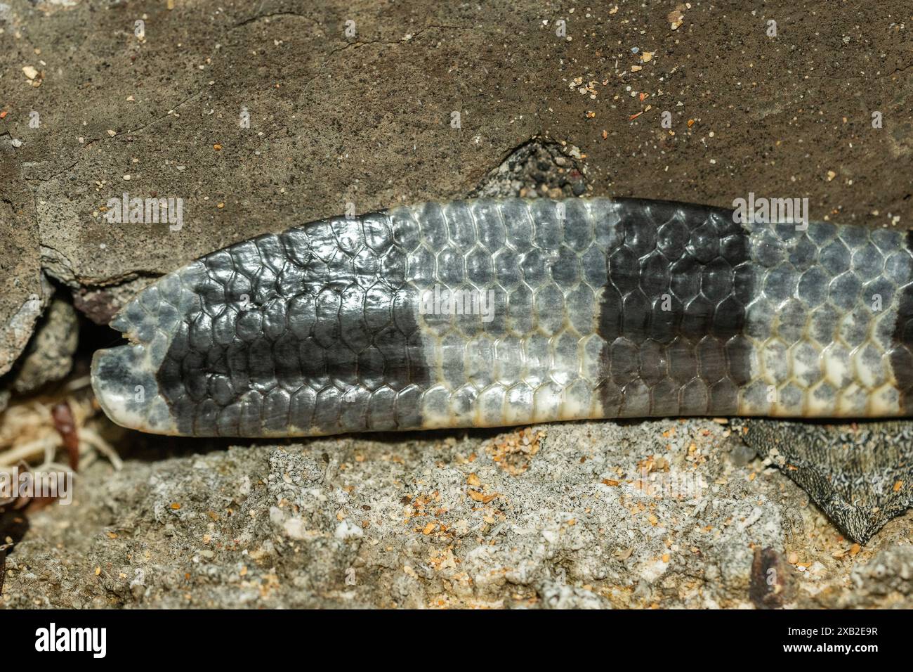 Krait di mare dalle labbra gialle (Laticauda colubrina): Dettaglio della coda simile a una pagaia adattata per il nuoto Foto Stock
