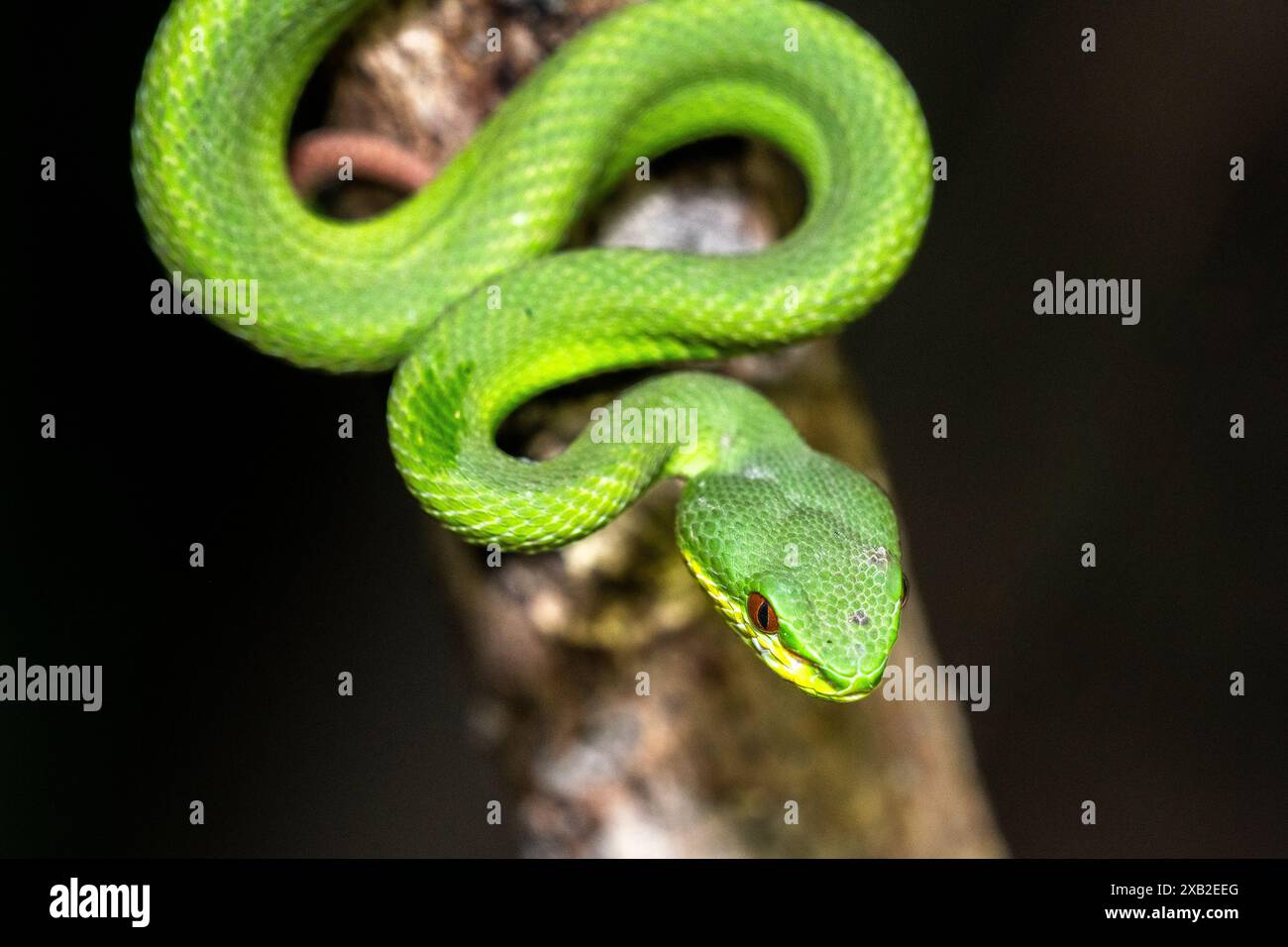 Vipera dell'isola dalle labbra bianche (Trimeresurus insularis): Giovanile notturno Foto Stock