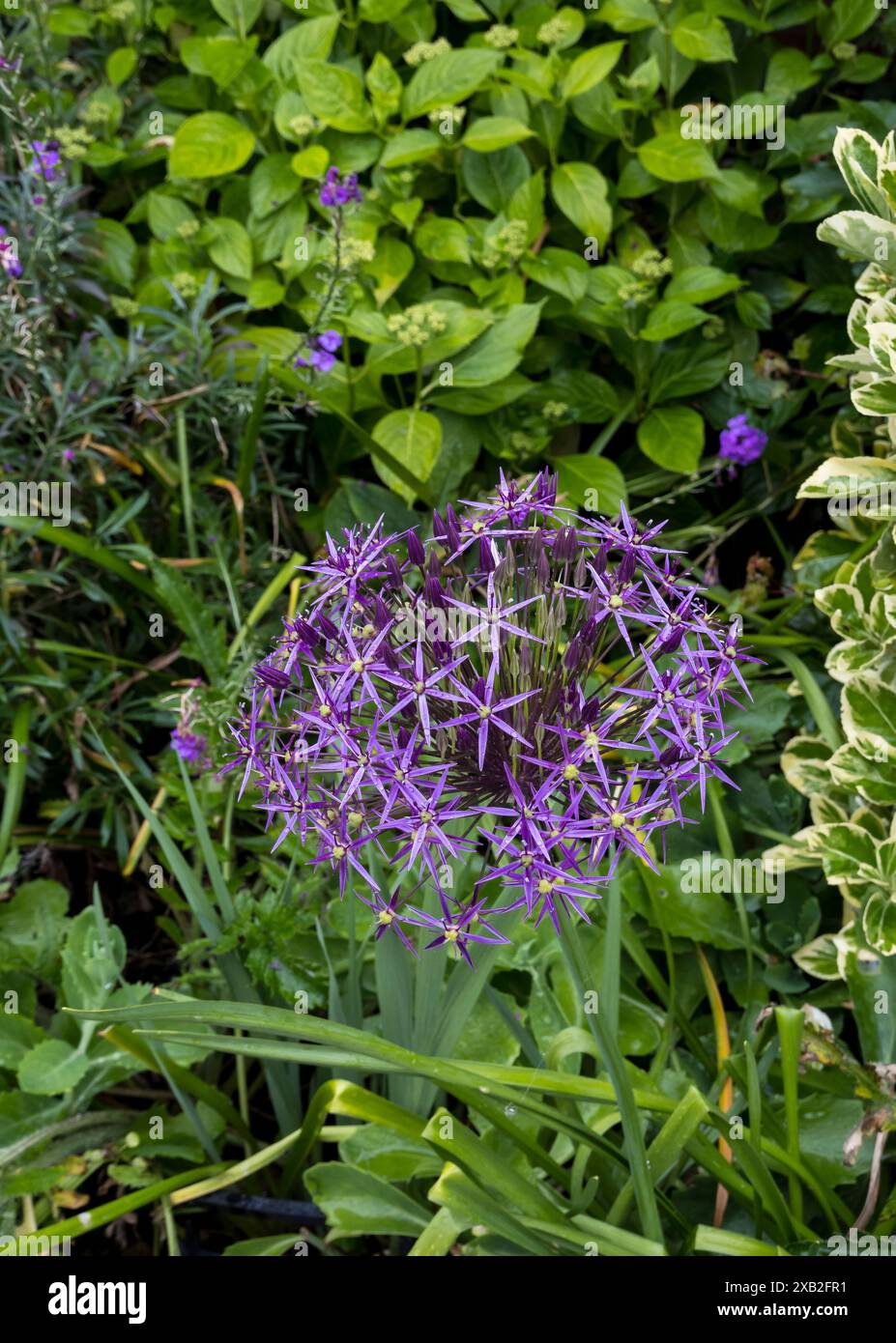 Fiore da giardino Allium Purple Rain. Foto Stock