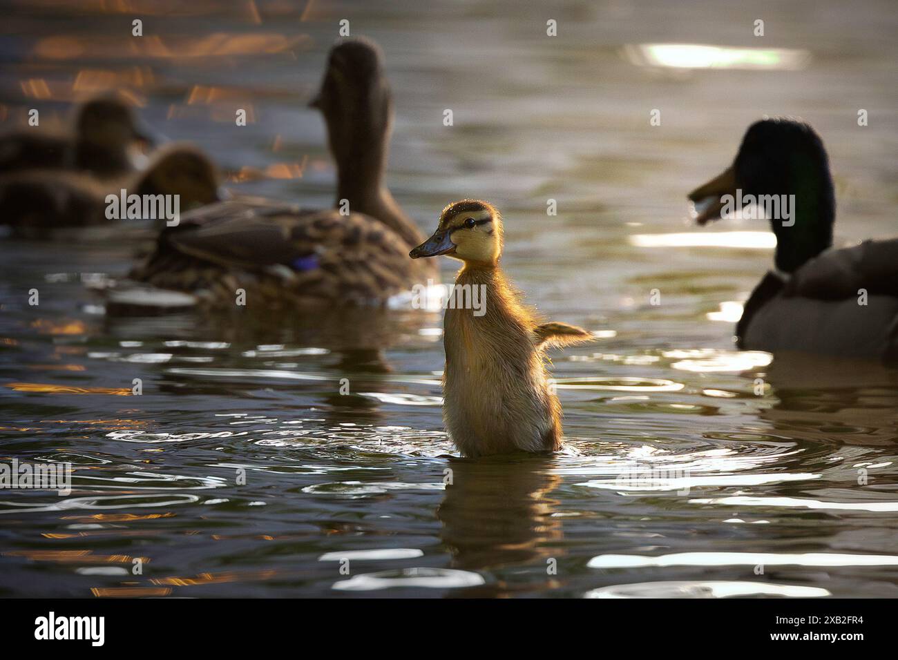 Graziosa anatra che sbatte le ali nella splendida luce del tramonto (Anas platyrhynchos) Foto Stock