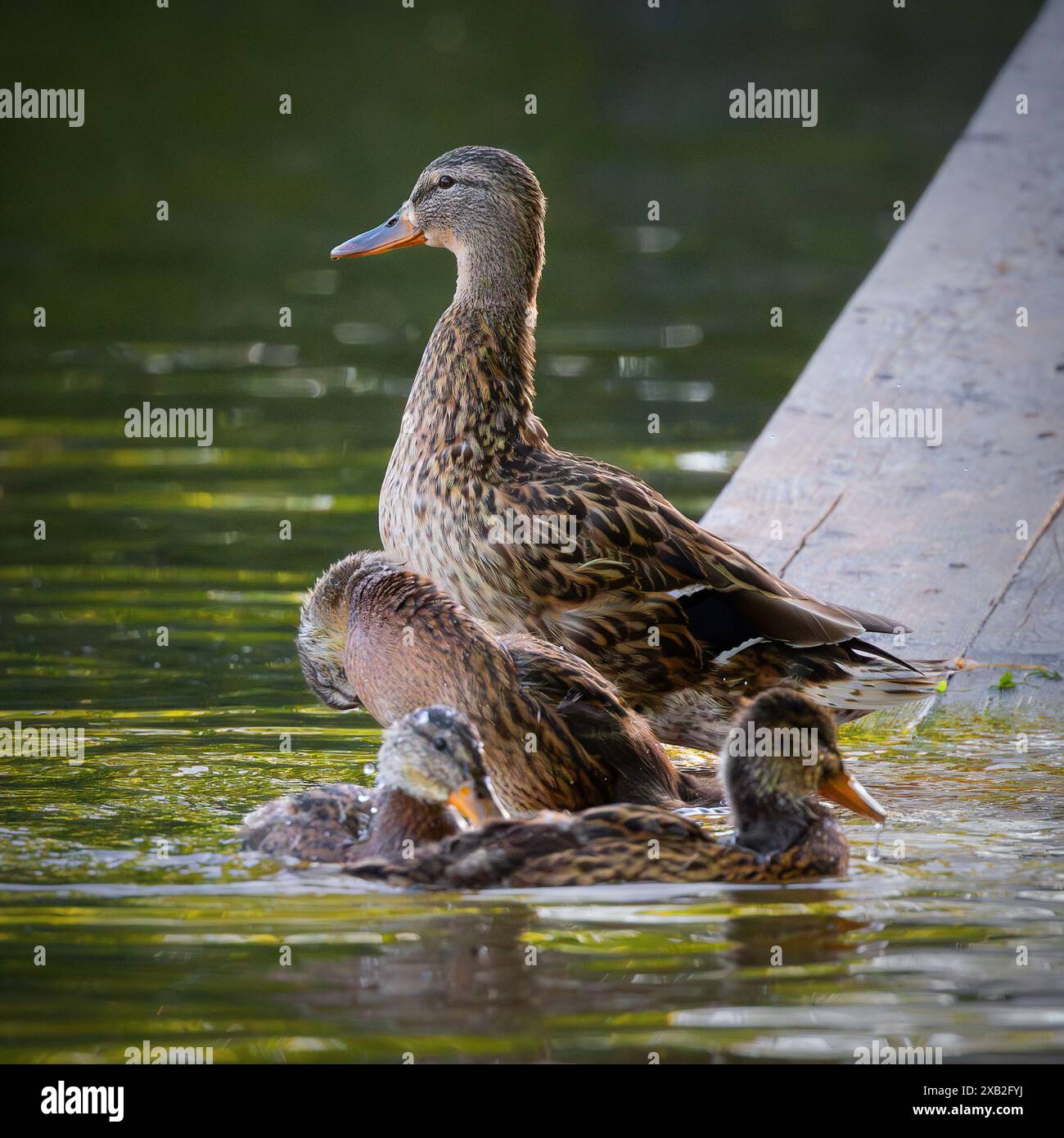 famiglia mallard presso lo stagno delle anatre nel parco cittadino (Anas platyrhynchos), gallina con anatre su un ponte di legno Foto Stock