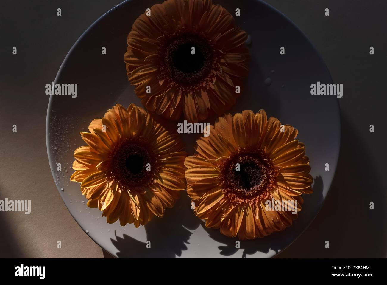 Fiori gialli di gerbera in piatto rotondo con lunghe ombre nitide. Vista dall'alto. Fotografia scura. Foto Stock