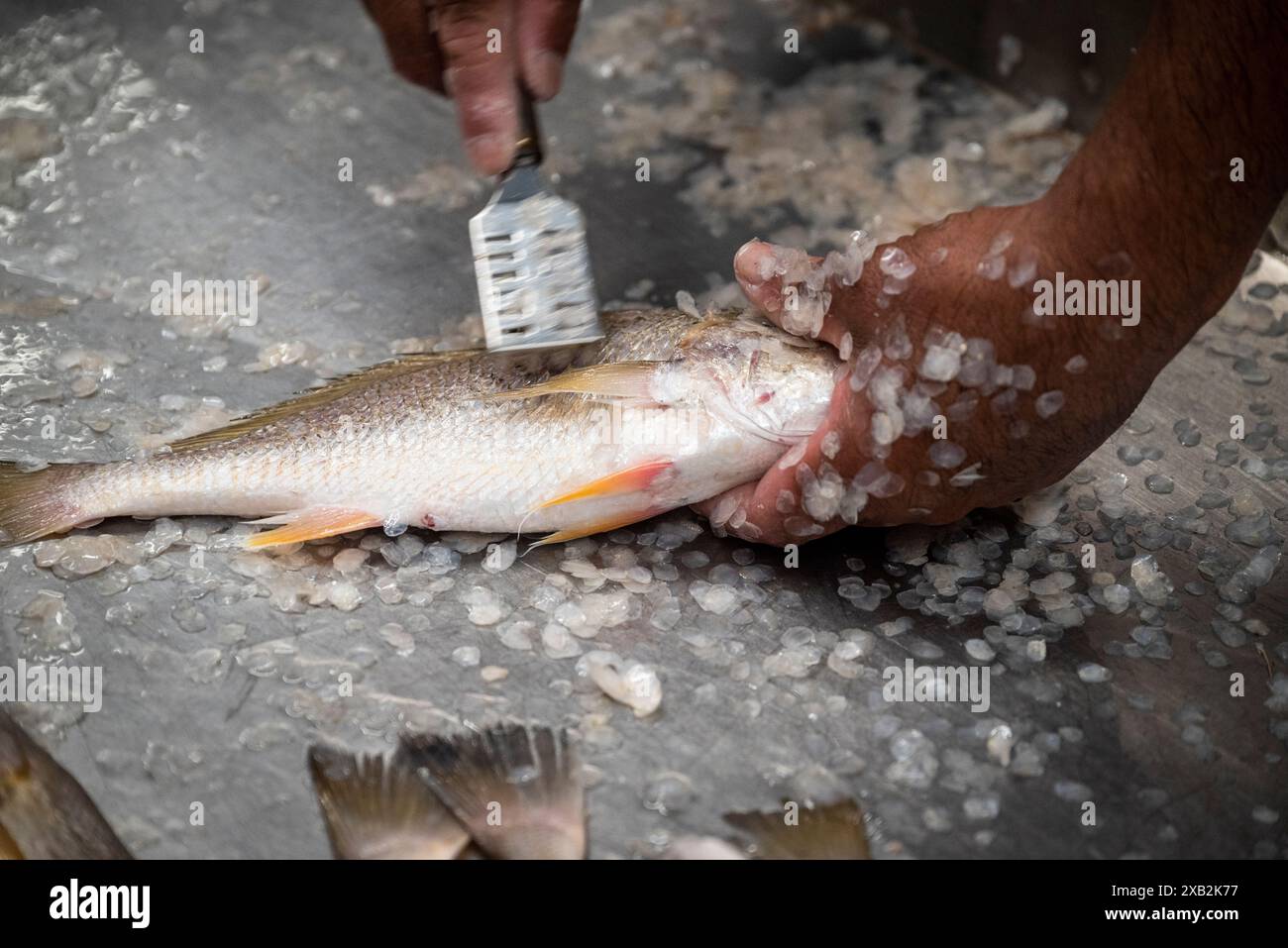 Uomo che decalcifica il pesce al mercato del pesce di la Libertad, una città di El Salvador Foto Stock