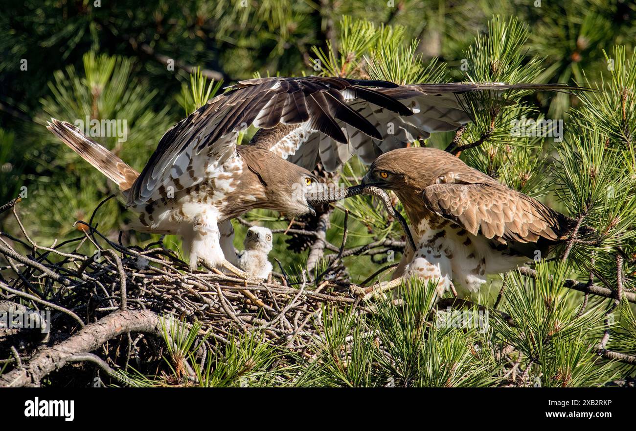 Un paio di aquile a punta corta tendono a fare il loro pulcino in un nido tra i rami di pino verde, mostrando un comportamento naturale degli uccelli e cure parentali Foto Stock