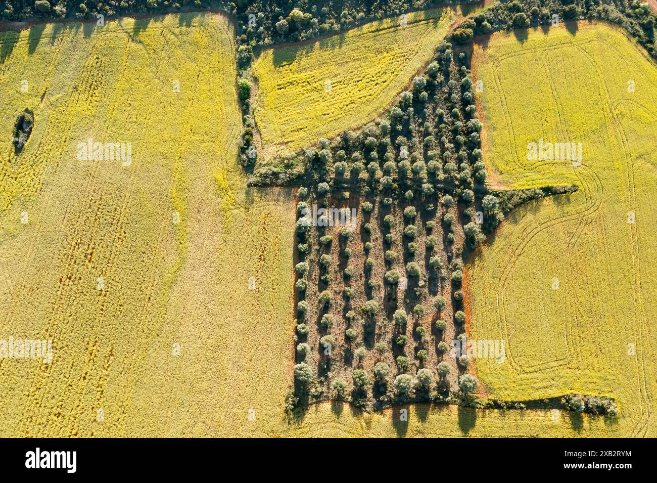Uno scatto aereo che cattura l'arazzo dei campi coltivati di giallo vibrante accanto a una striscia di alberi ben fiancheggiati, mostrando la disposizione artistica Foto Stock