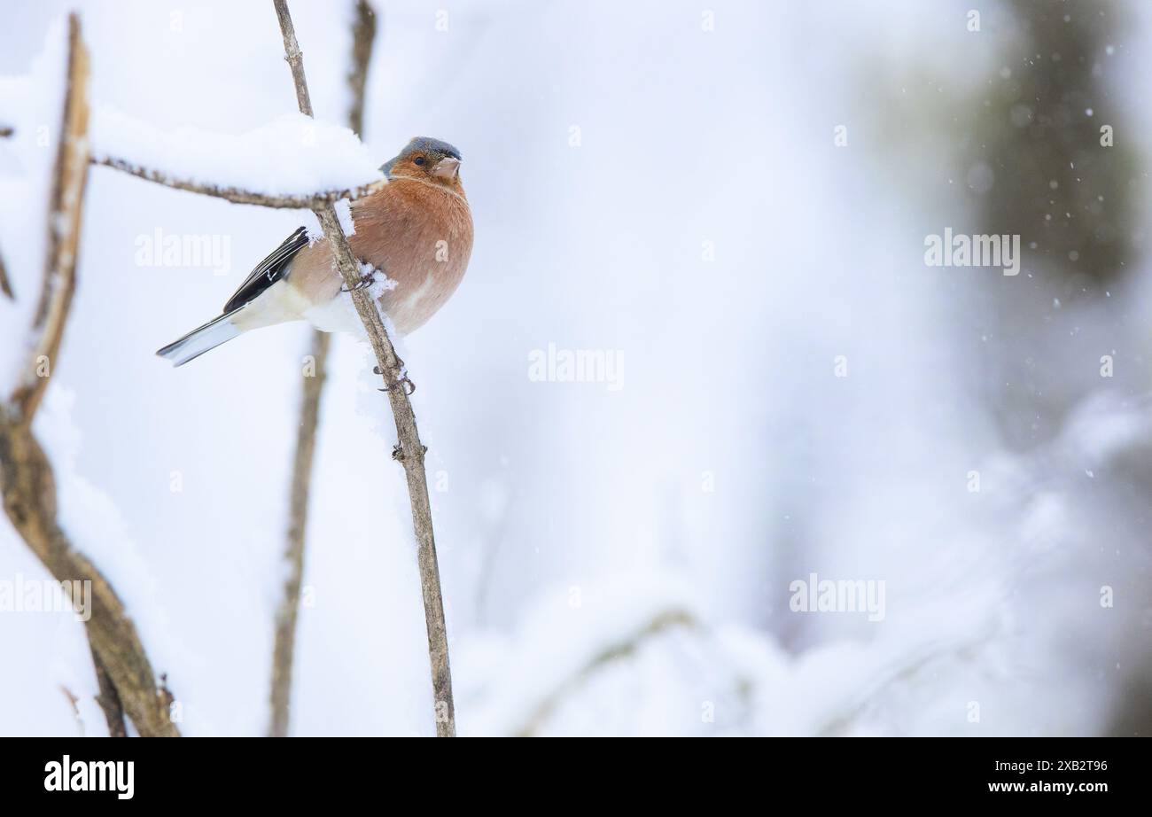 Un vibrante uccello Chaffinch si siede tranquillamente su un ramo coperto di gelo in mezzo alla neve che cade, creando una serena scena invernale Foto Stock