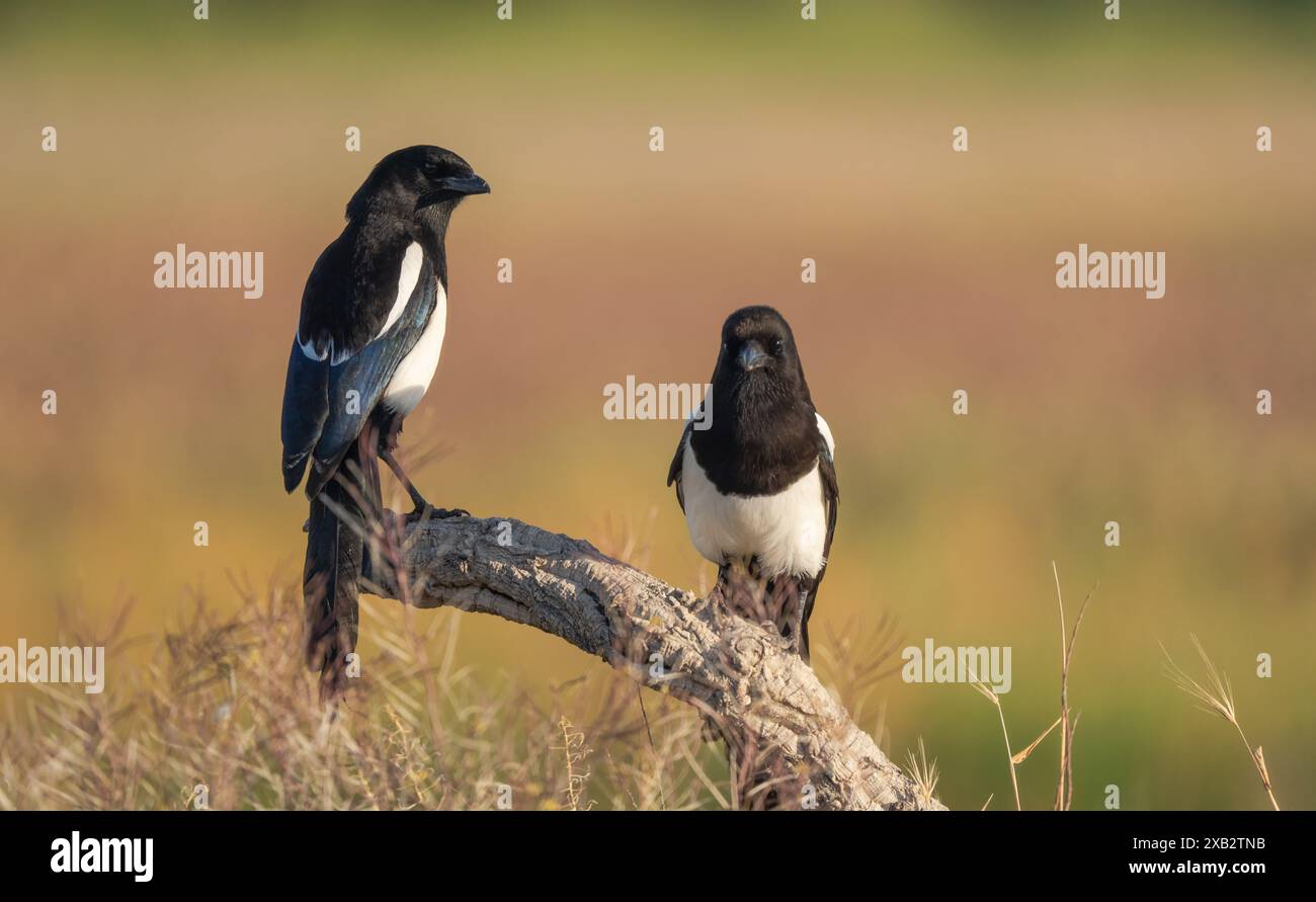 Due magpies europei, Pica pica, uno rivolto in avanti e l'altro che mostra il suo profilo, riposano tranquillamente su un ramo robusto contro un bac naturale a messa a fuoco morbida Foto Stock