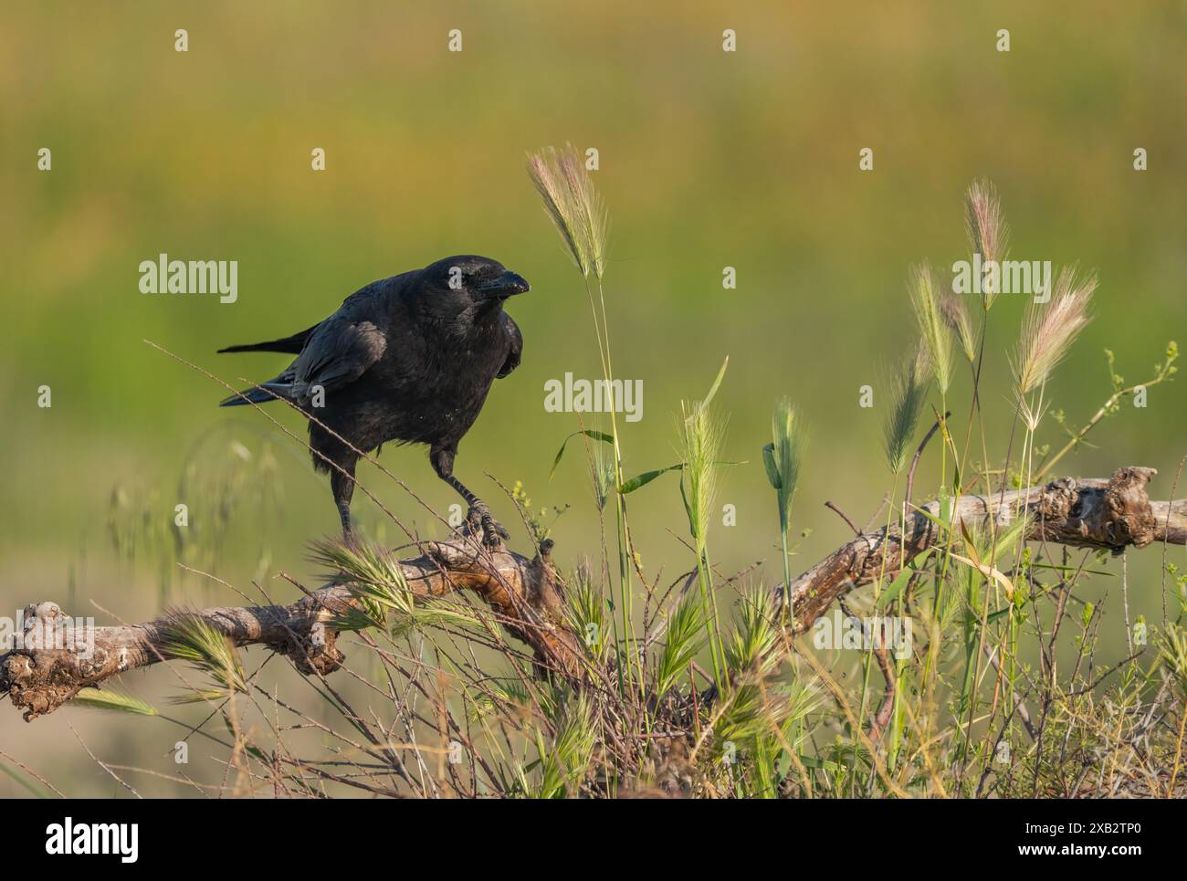 Un'immagine dettagliata di un corvo nero di Carrion, Corvus corone, in piedi su un ramo storto in mezzo alla vegetazione verde selvaggia, sotto la luce soffusa del co di Toledo Foto Stock