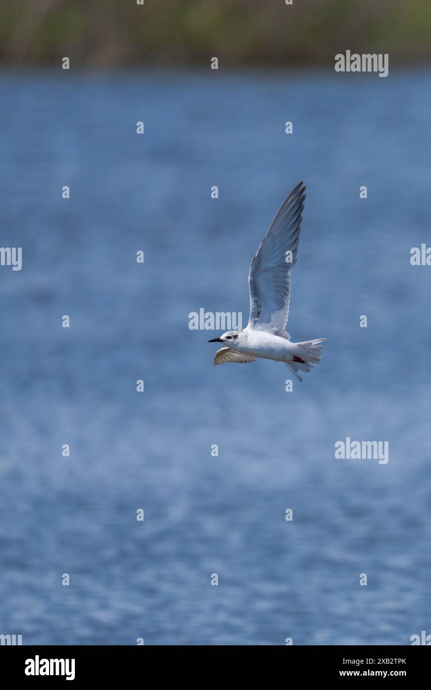 Tern frullato in volo su serene acque blu con ali spalmate. Foto Stock