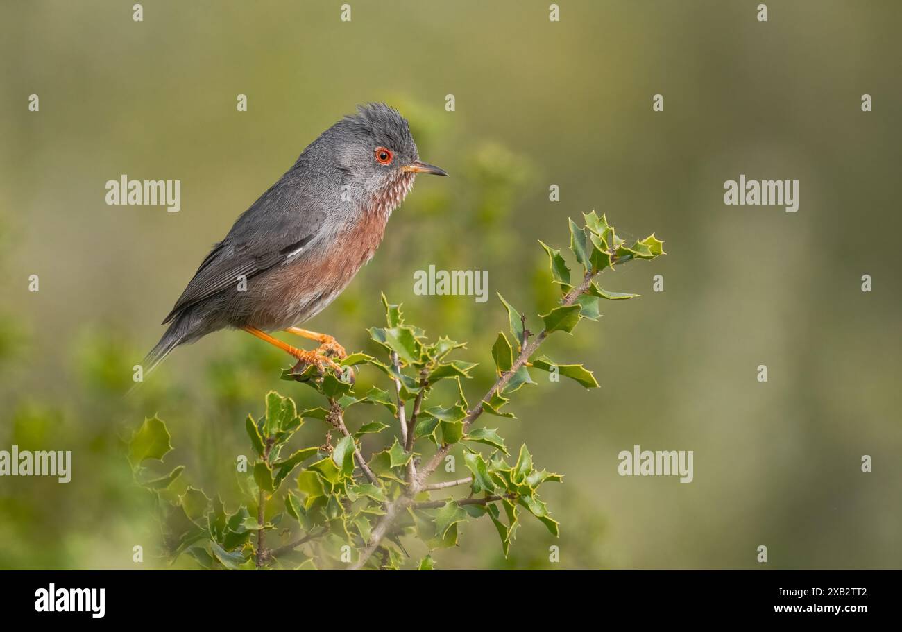Una parula di Dartford con gambe arancioni e piumaggio grigio in allerta sulle foglie spighe di un cespuglio di holly. Foto Stock
