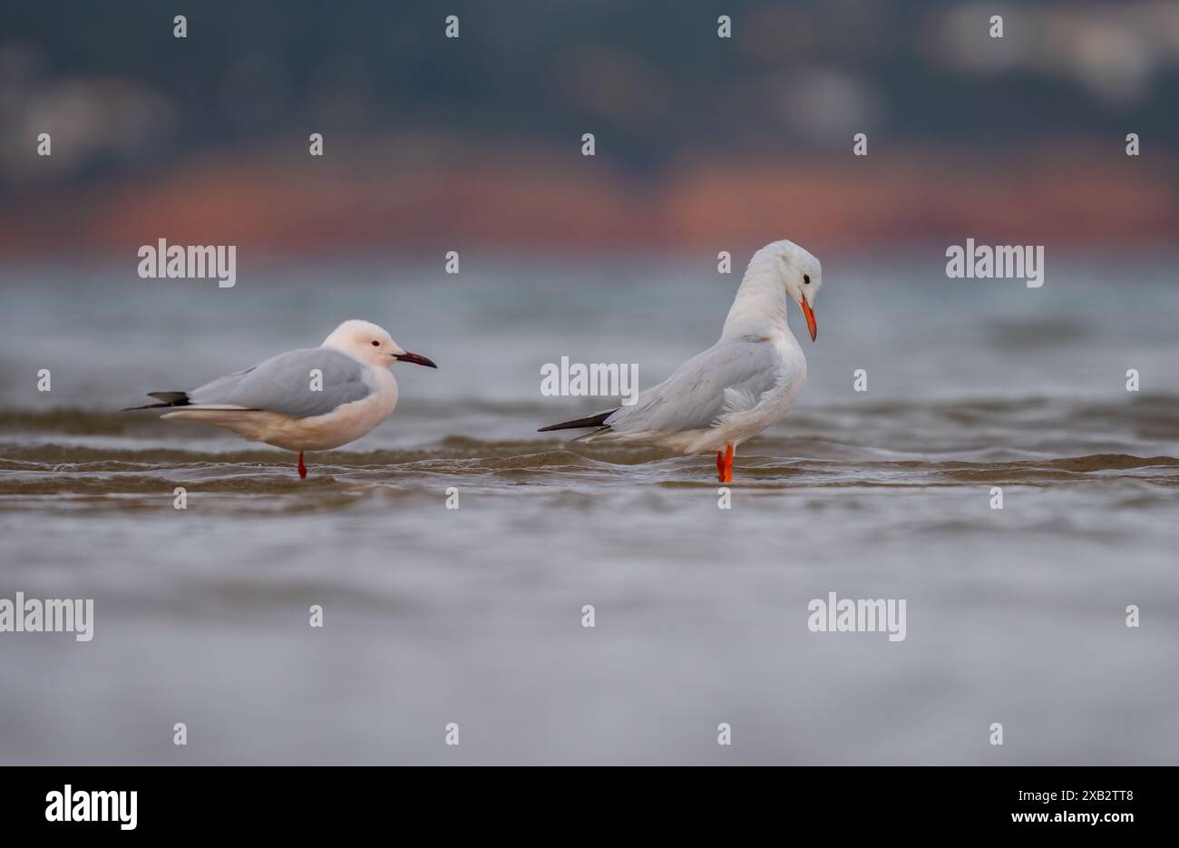 Due gabbiani a becco sottile si trovano nei fondali bassi, uno che guarda dietro le spalle, con messa a fuoco morbida sullo sfondo. Foto Stock