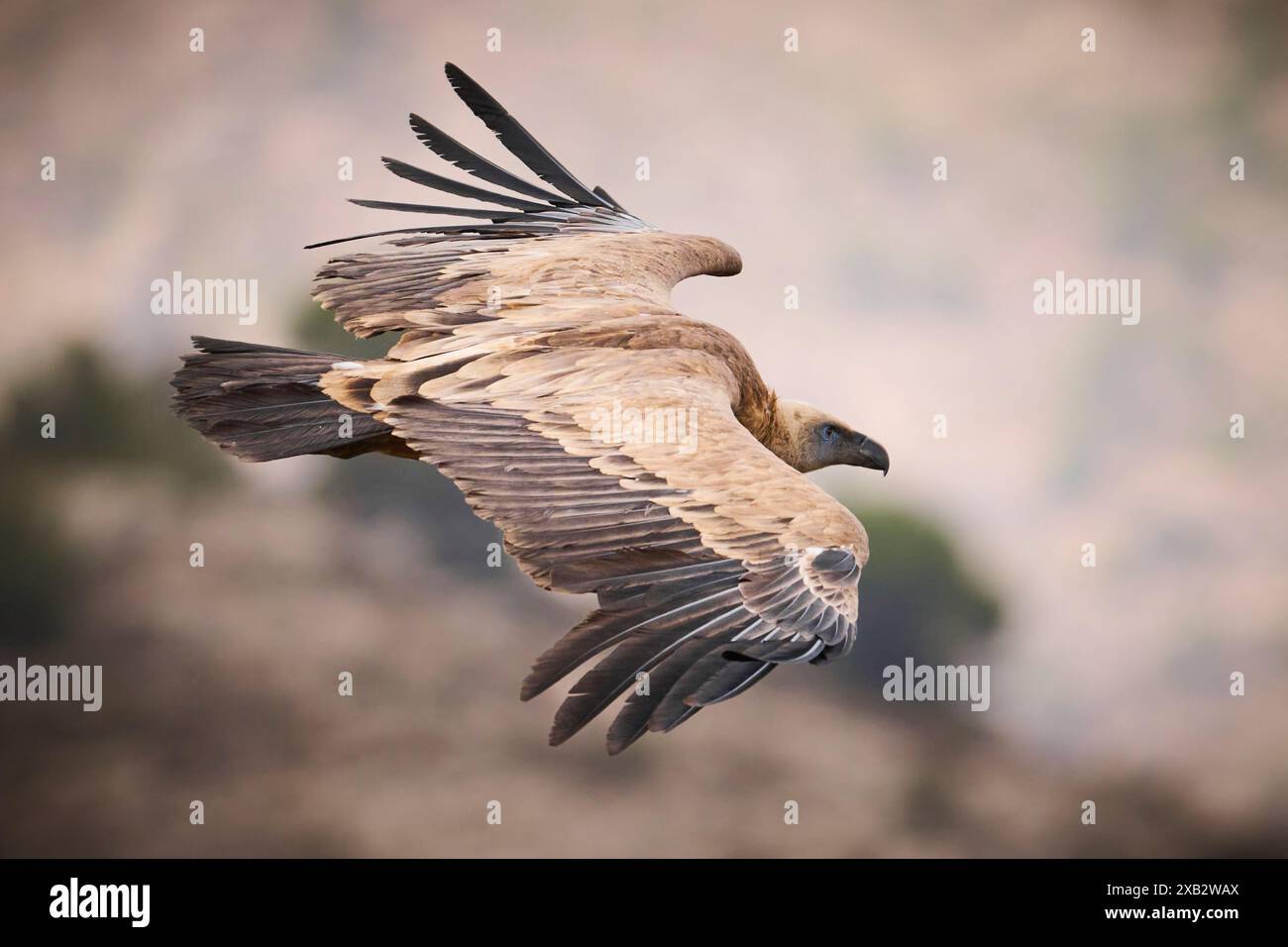 Un avvoltoio griffon scivola con le sue ampie ali completamente sparse su uno sfondo naturale morbido e focalizzato, mostrando il suo incredibile piumaggio e volo Foto Stock