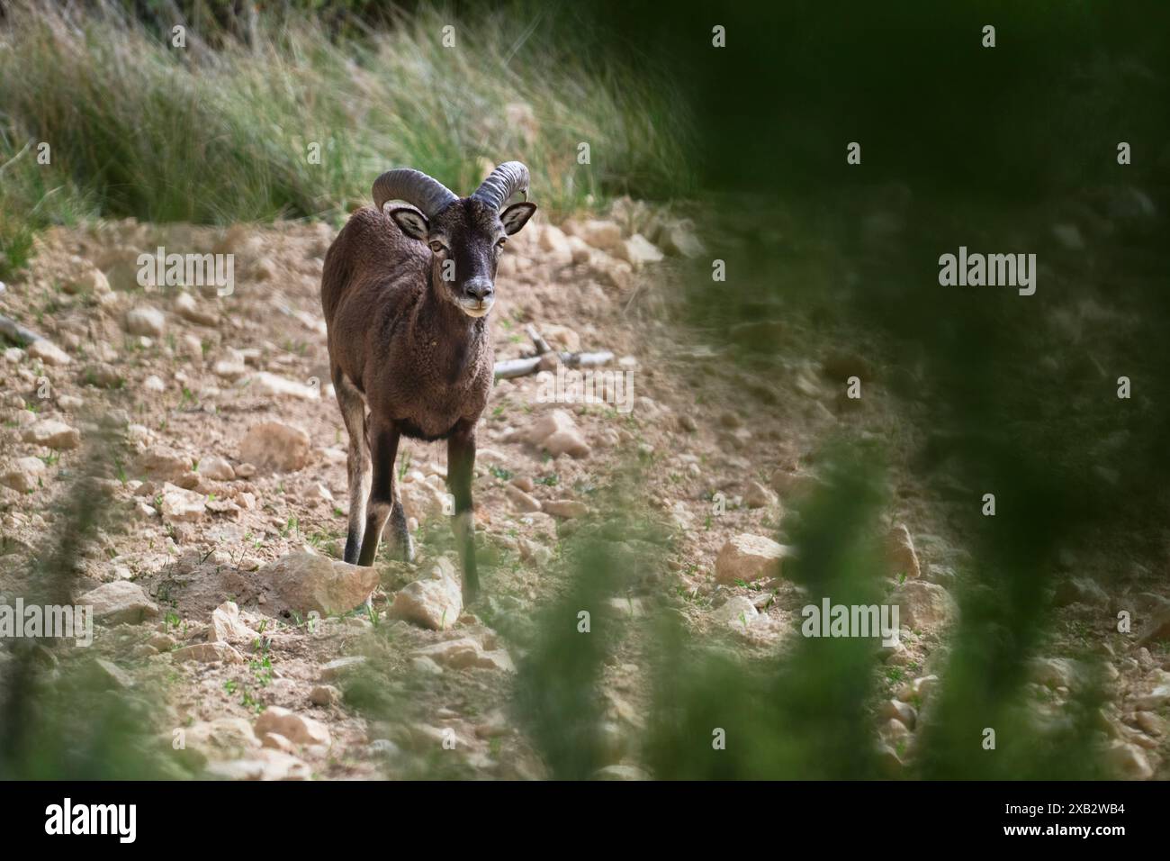 Un musimone europeo di Ovis orientalis, che si distingue per le corna curve e la lana bruna, si erge allerta nel suo habitat roccioso, sbirciando attraverso un verde e sfocato Foto Stock