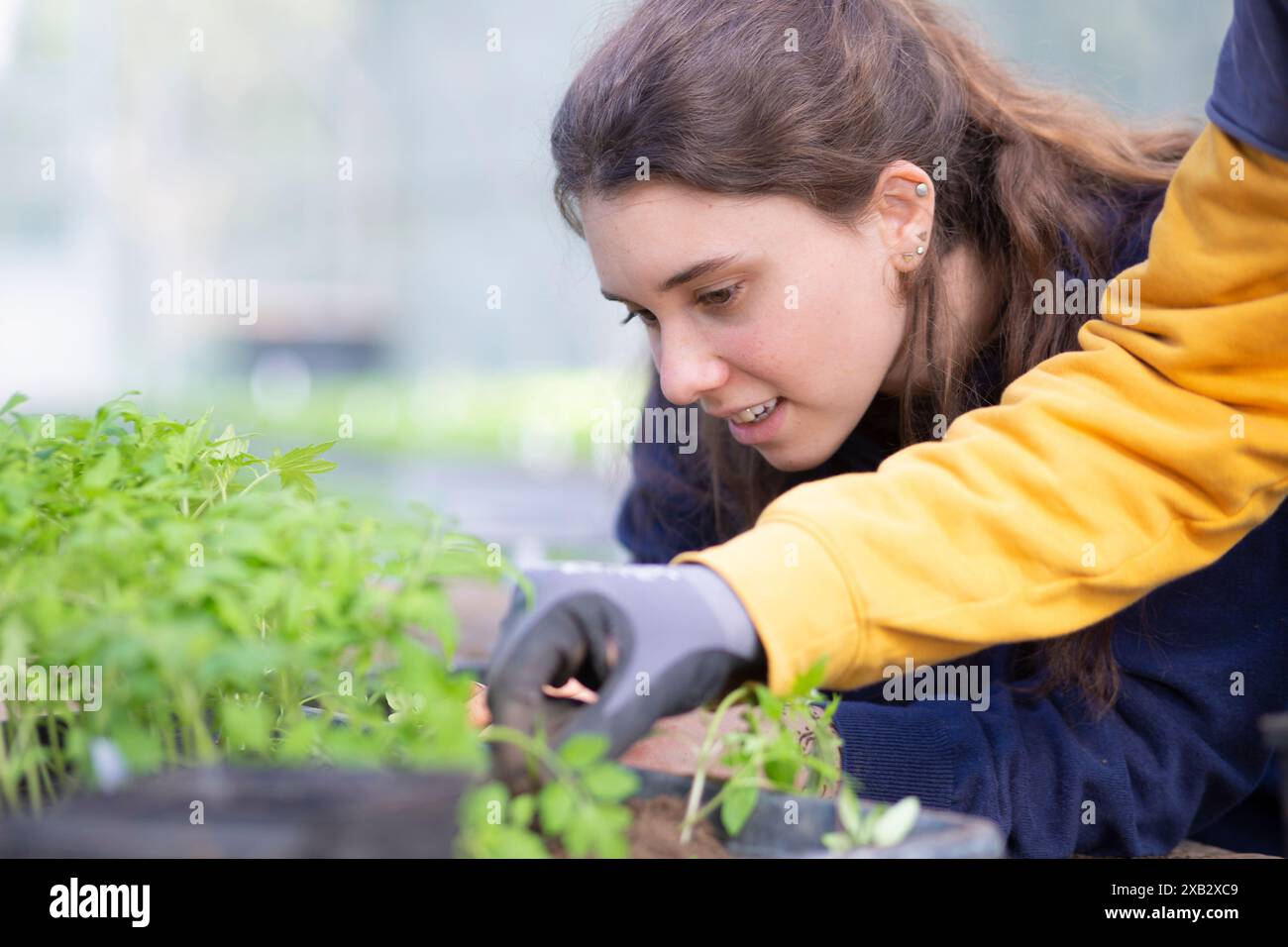Una giovane agricoltrice trapianta con cura le piantine mentre lavora in una serra con una persona irriconoscibile coltivata, che rappresenta agric sostenibile Foto Stock