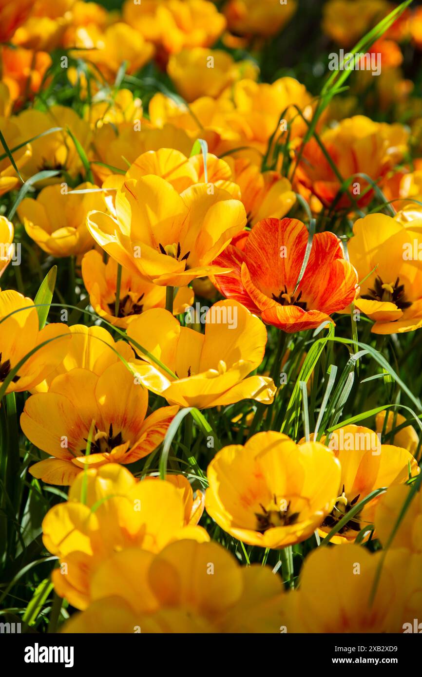 Una vista ravvicinata dei tulipani gialli e arancioni che fioriscono sotto il delicato calore del sole primaverile in una fattoria. Foto Stock