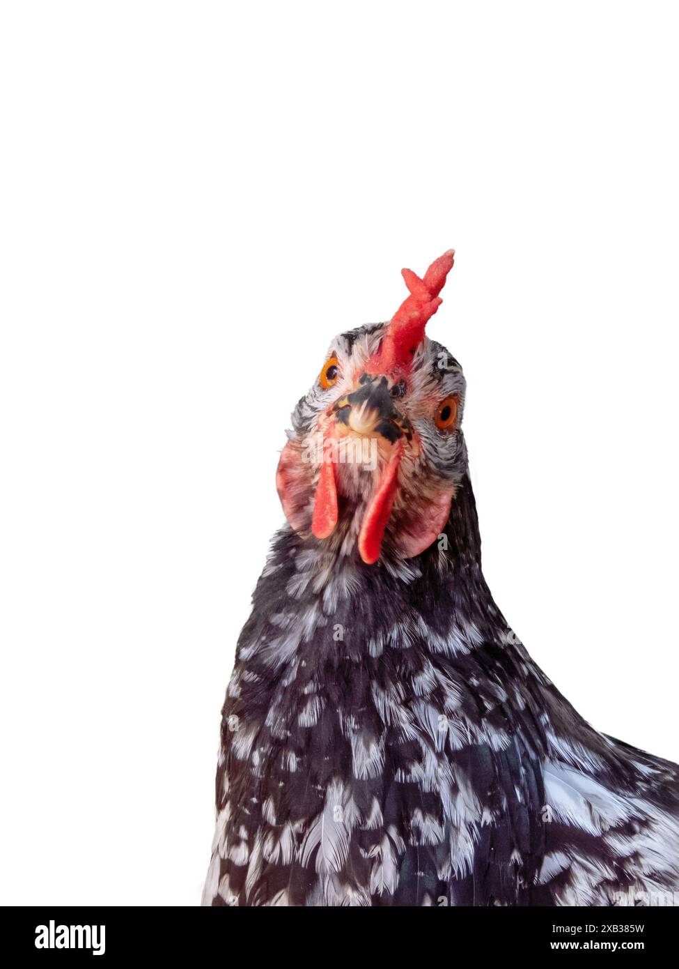 Gallina bianca e nera isolata sul bianco. Pollo femminile. Gallus gallus domesticus. Fessura per pulegge macchiata. Foto Stock