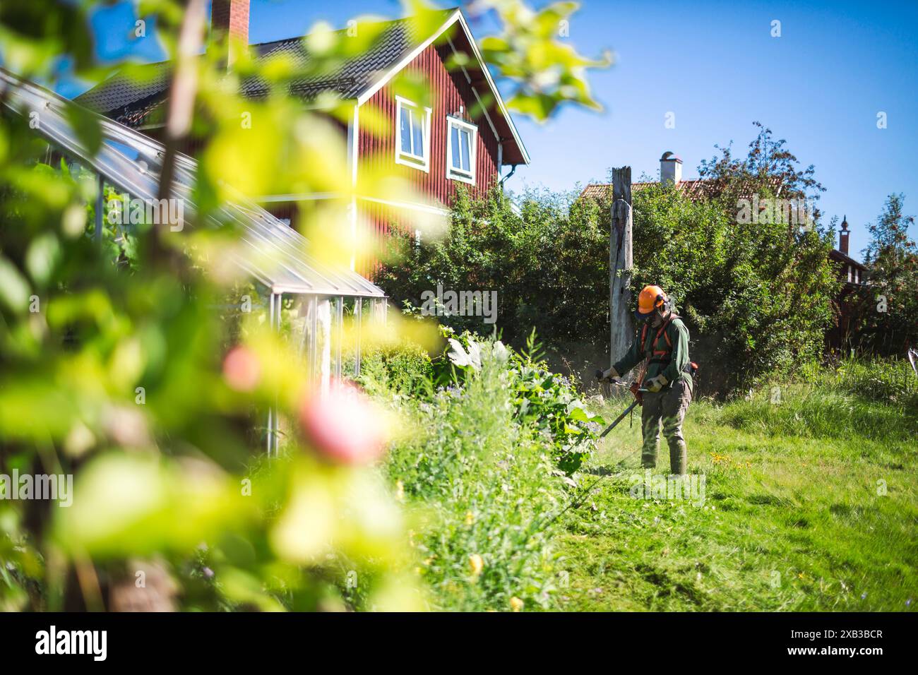 Donna che taglia l'erba in giardino durante il giorno di sole Foto Stock