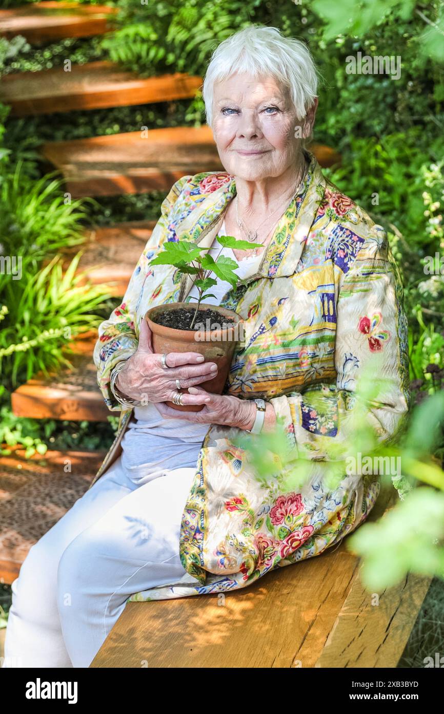 Dame Judi Dench, attrice inglese, sorride e tiene un Sycamore Gap Tree Seedling, Chelsea Flower Show 2024 Foto Stock